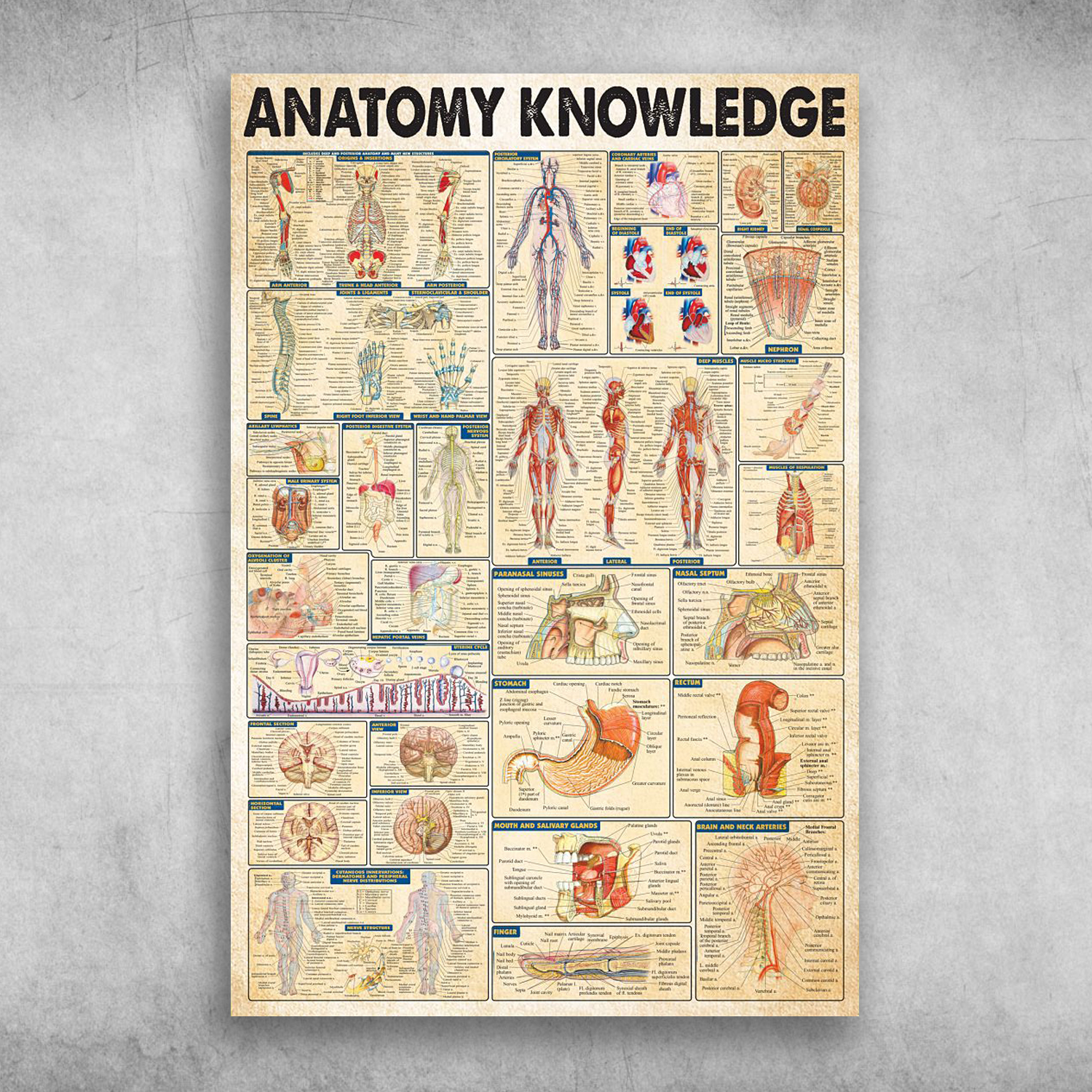 Anatomy Human Body Anantomy Knowledge