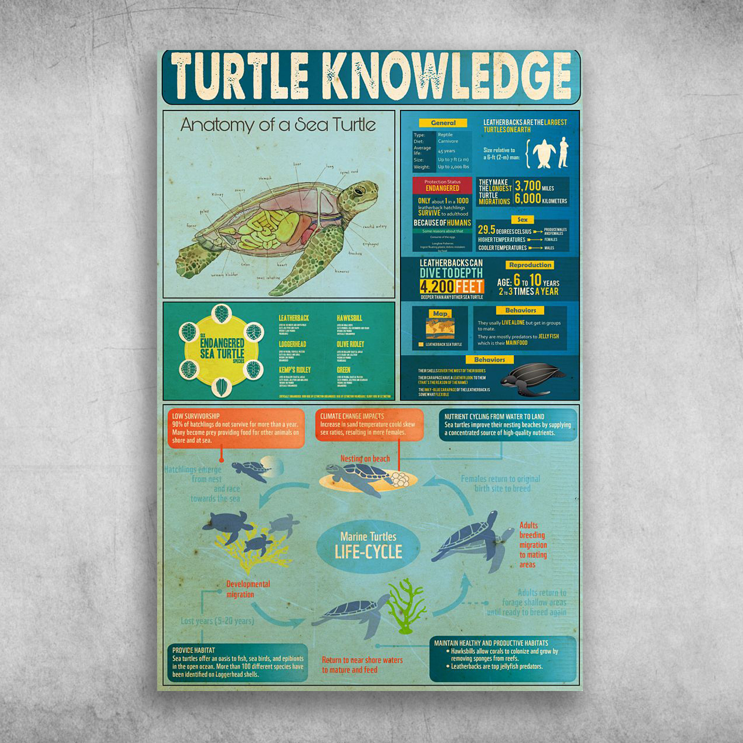 Turtle Knowledge Anatomy Of A Sea Turtle