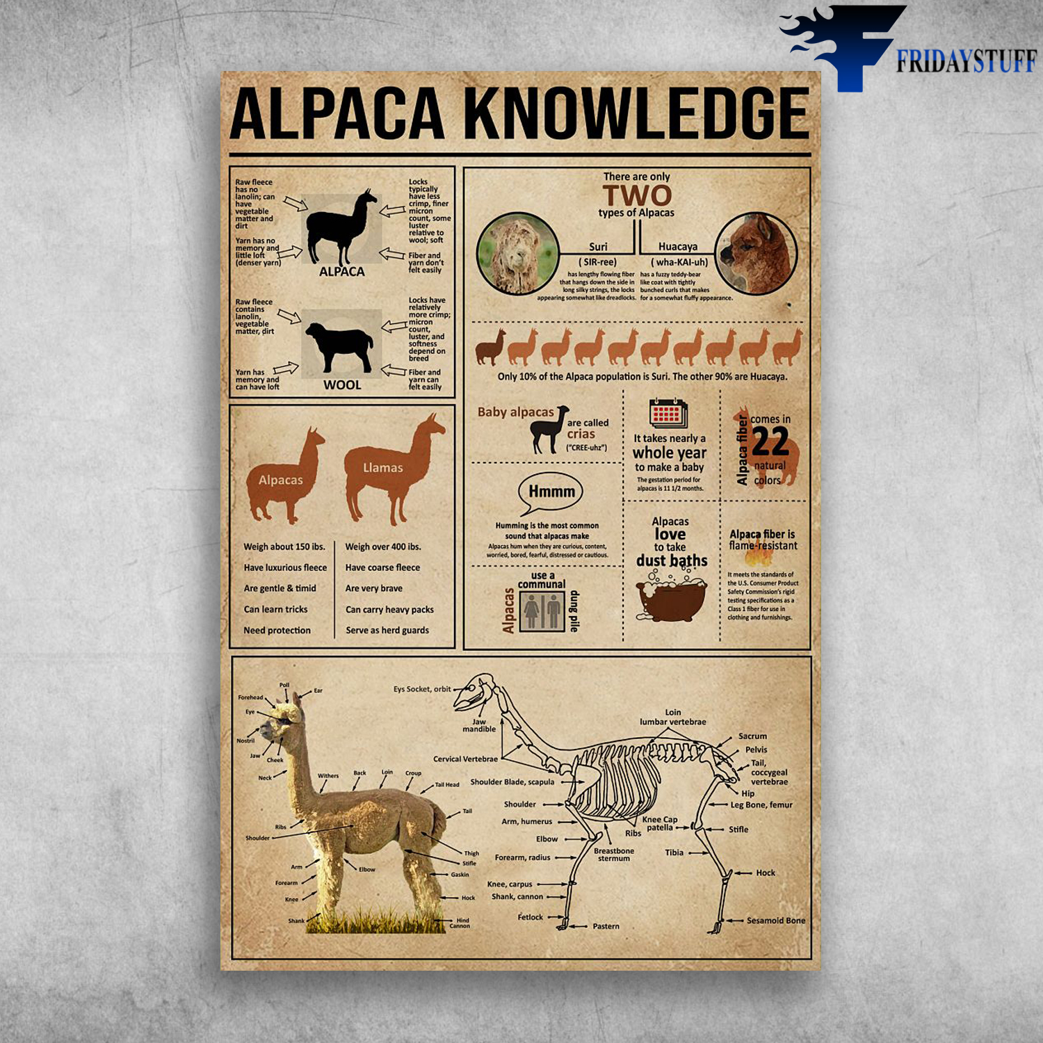 Alpaca Knowledge There Are Only Two Types Of Alpacas