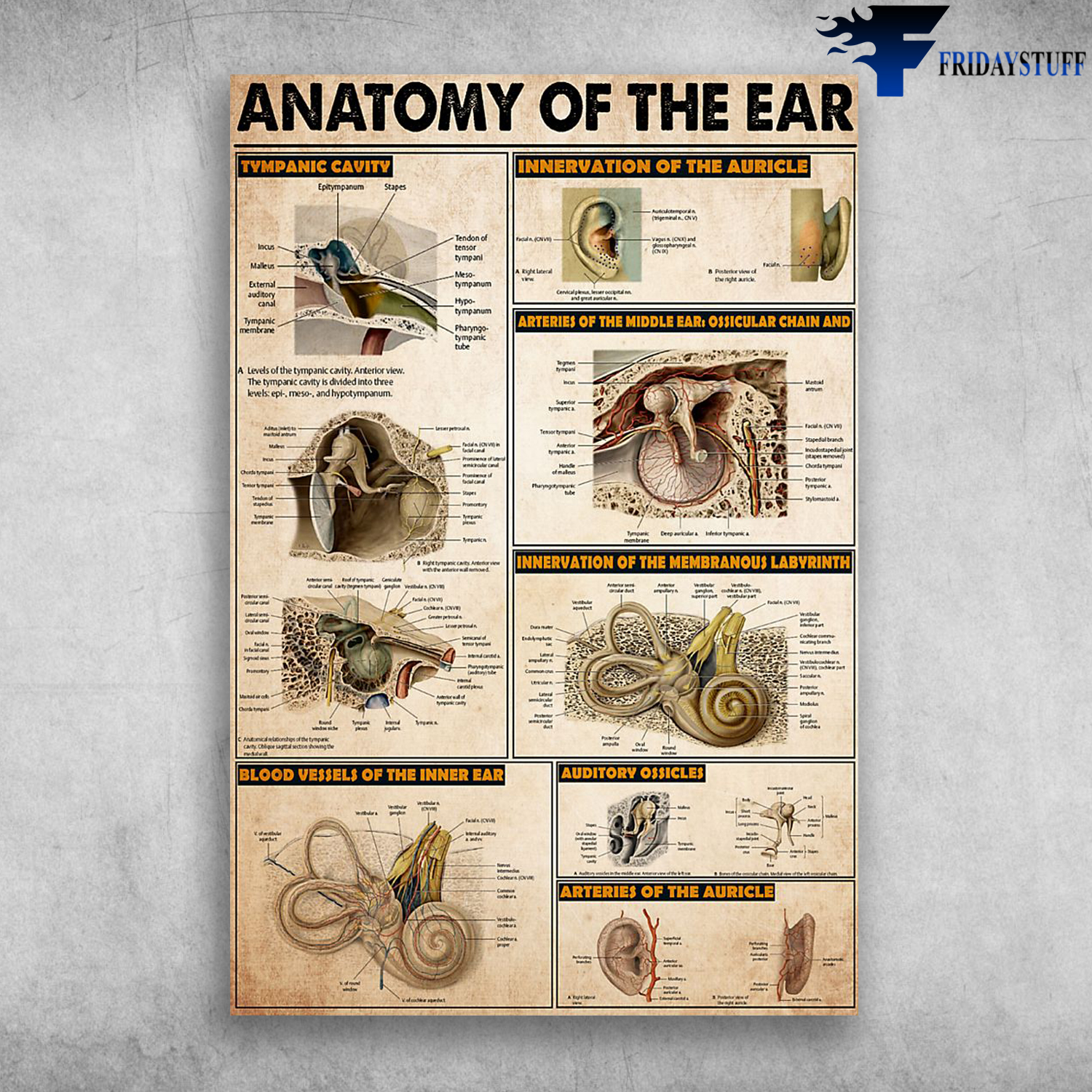 Anatomy Of The Ear Tympanic Cavity Auditory Ossicles