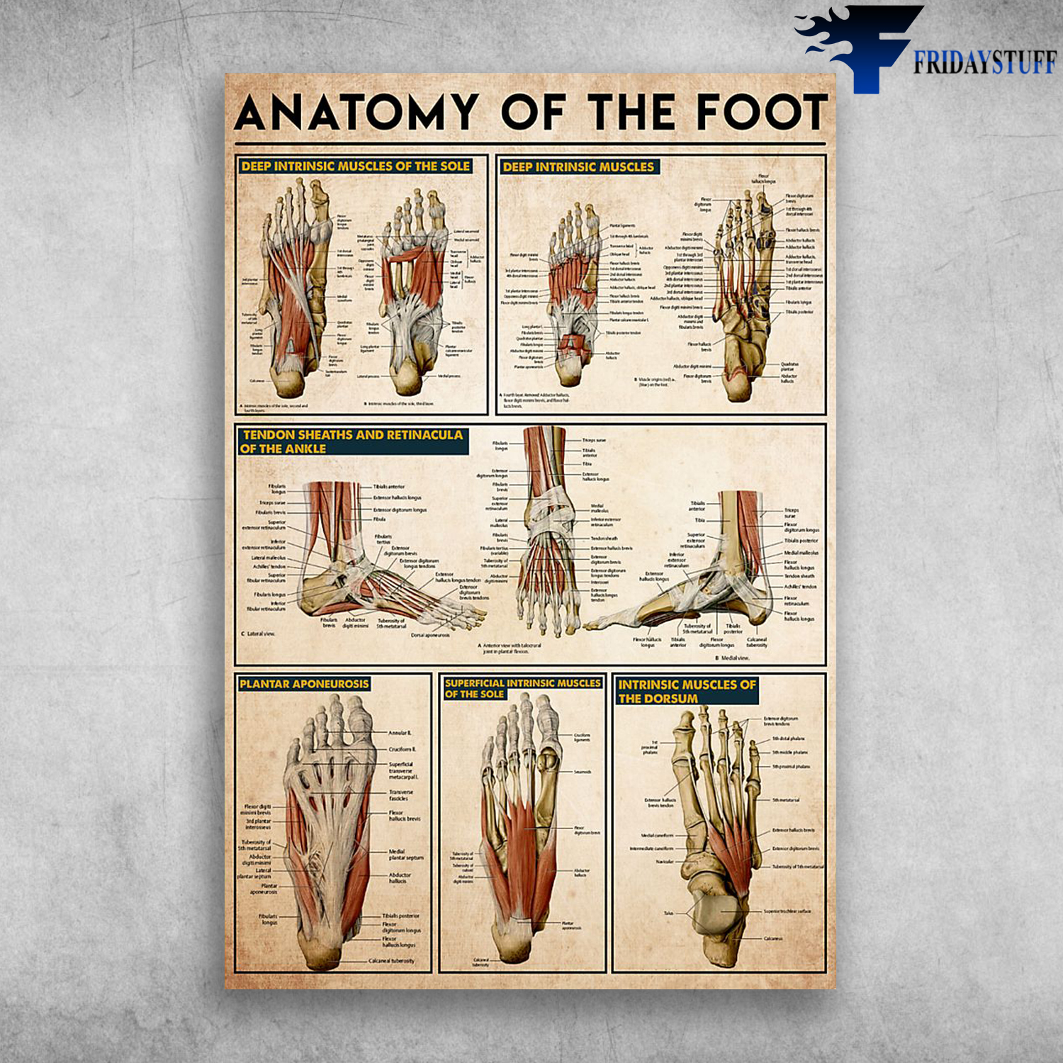 Anatomy Of The Foot Deep Intrinsic Muscle Of The Sole