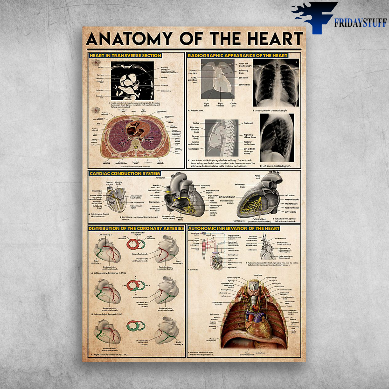 Anatomy Of The Heart Heart In Transverse Section
