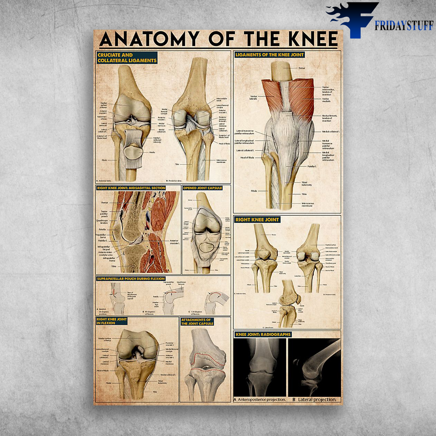 Anatomy Of The Knee Cruciate And Collateral Ligaments