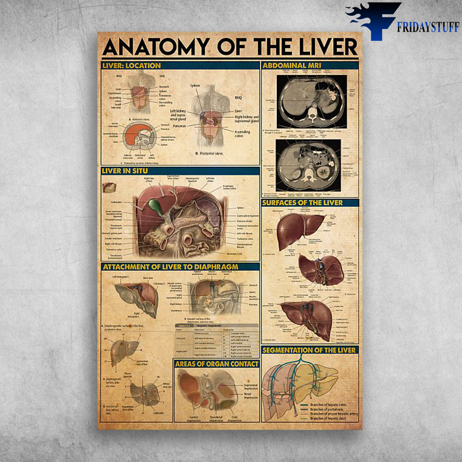 Anatomy Of The Liver Abdominal Mri Liver In Situ