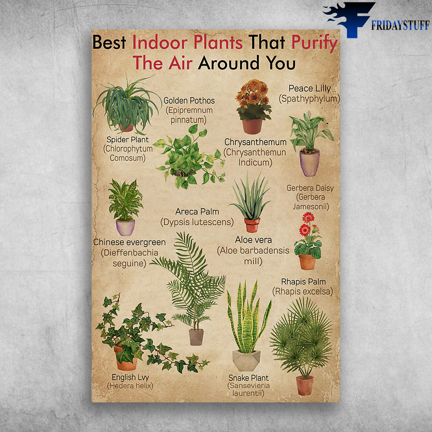 Best Indoor Plants That Purify The Air Around You