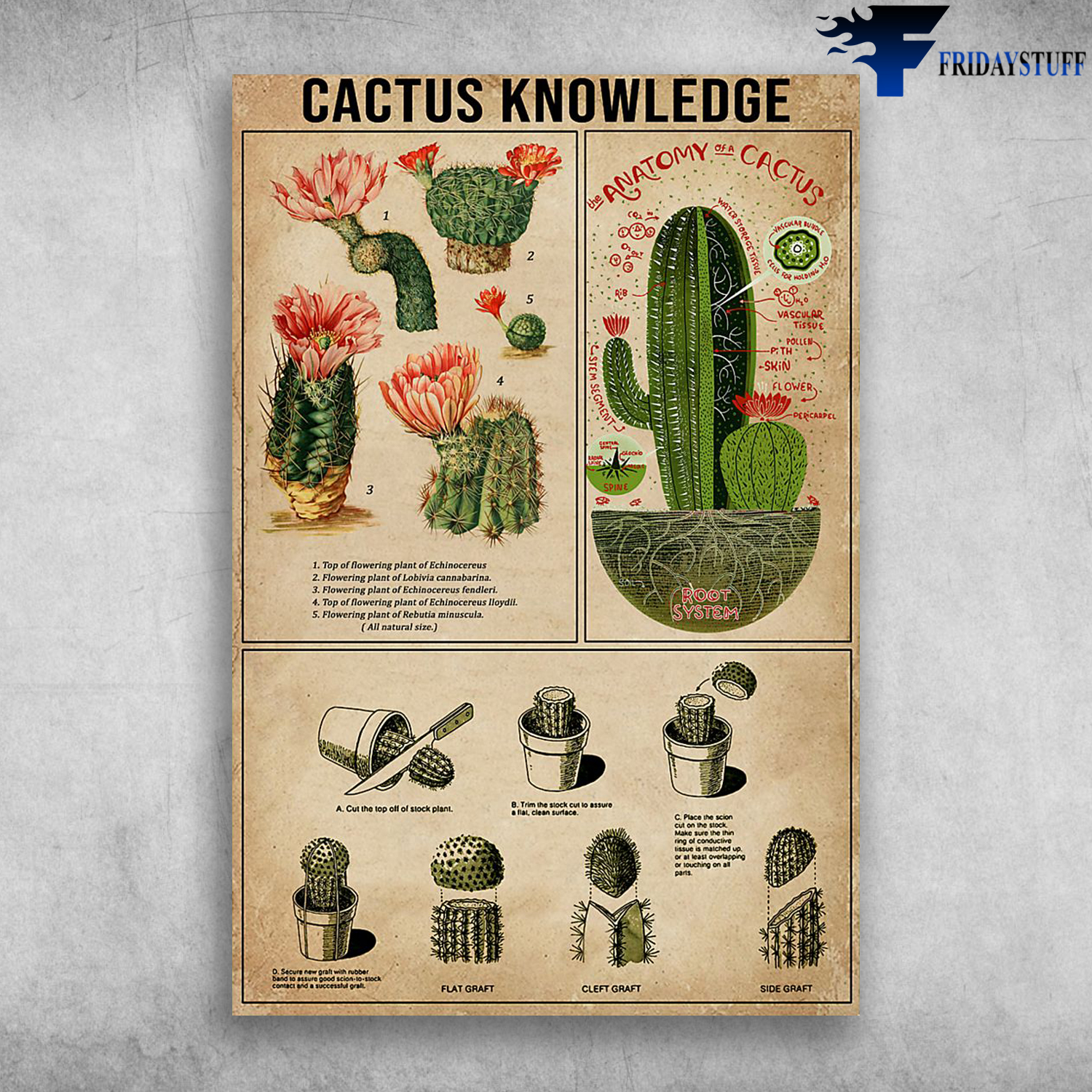Cactus Knowledge The Anatomy Of A Cactus