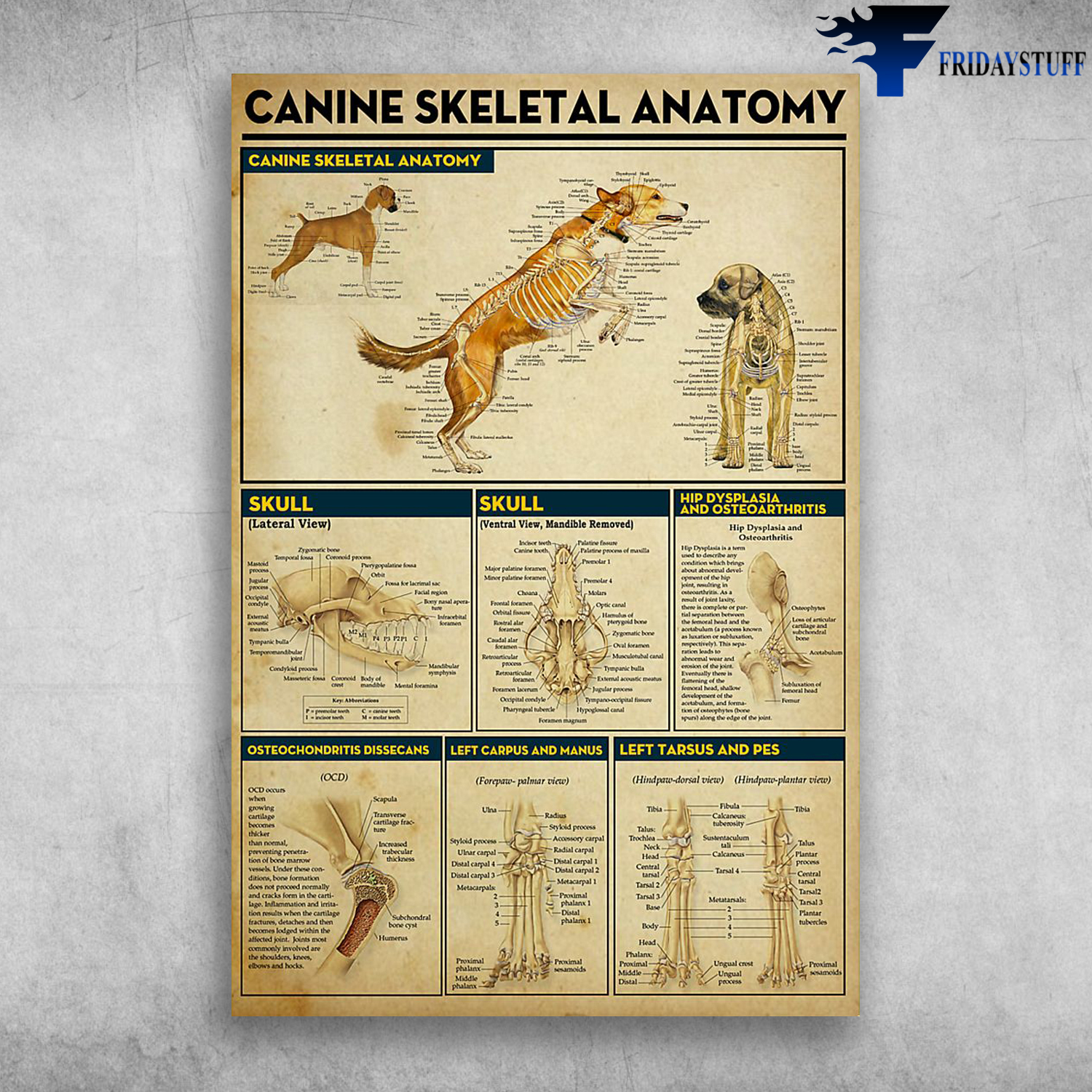 Canine Skeletal Anatomy Dog Anatomy