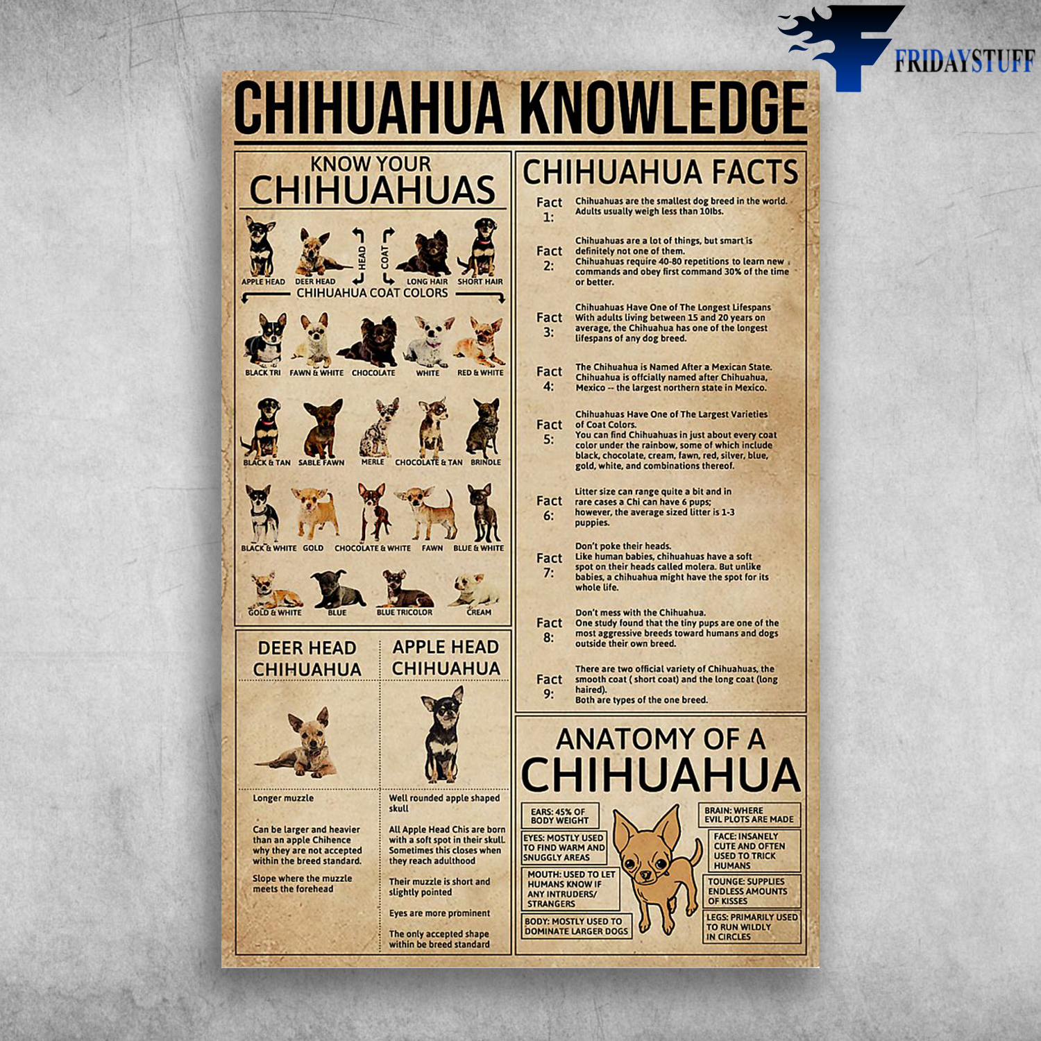 Chihuahua Knowledge Chihuahua Facts Know Your Chihuhuas