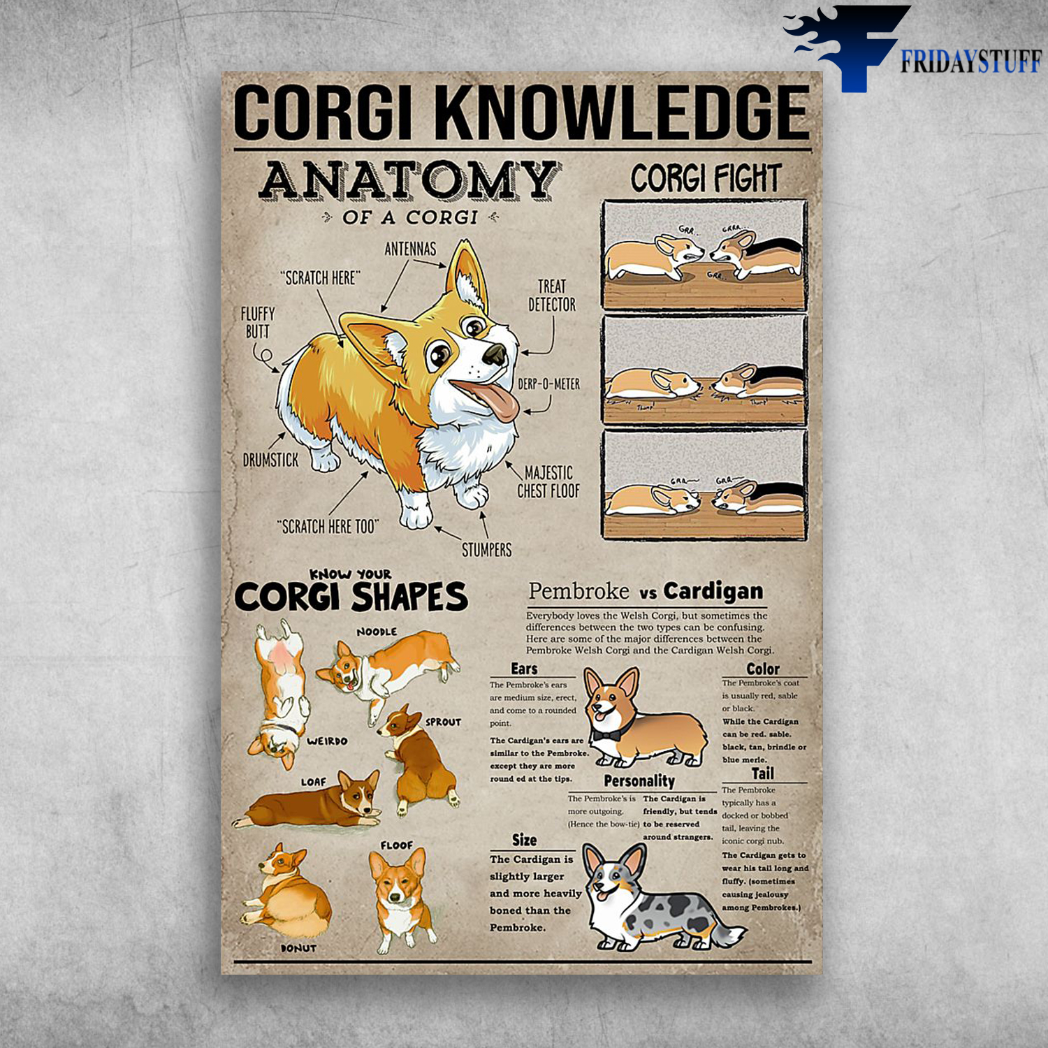 Corgi Knowledge Corgi Fight Anatomy Of A Corgi