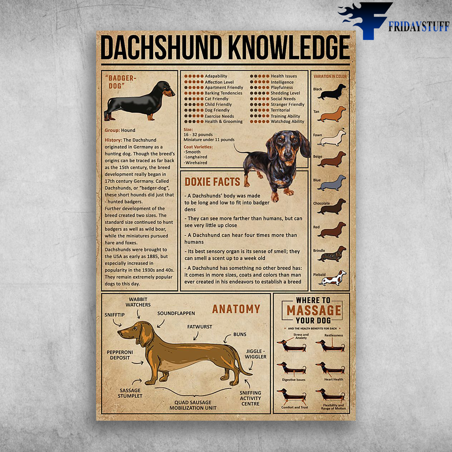Dachshund Dog Knowledge Badger Dog Doxie Facts