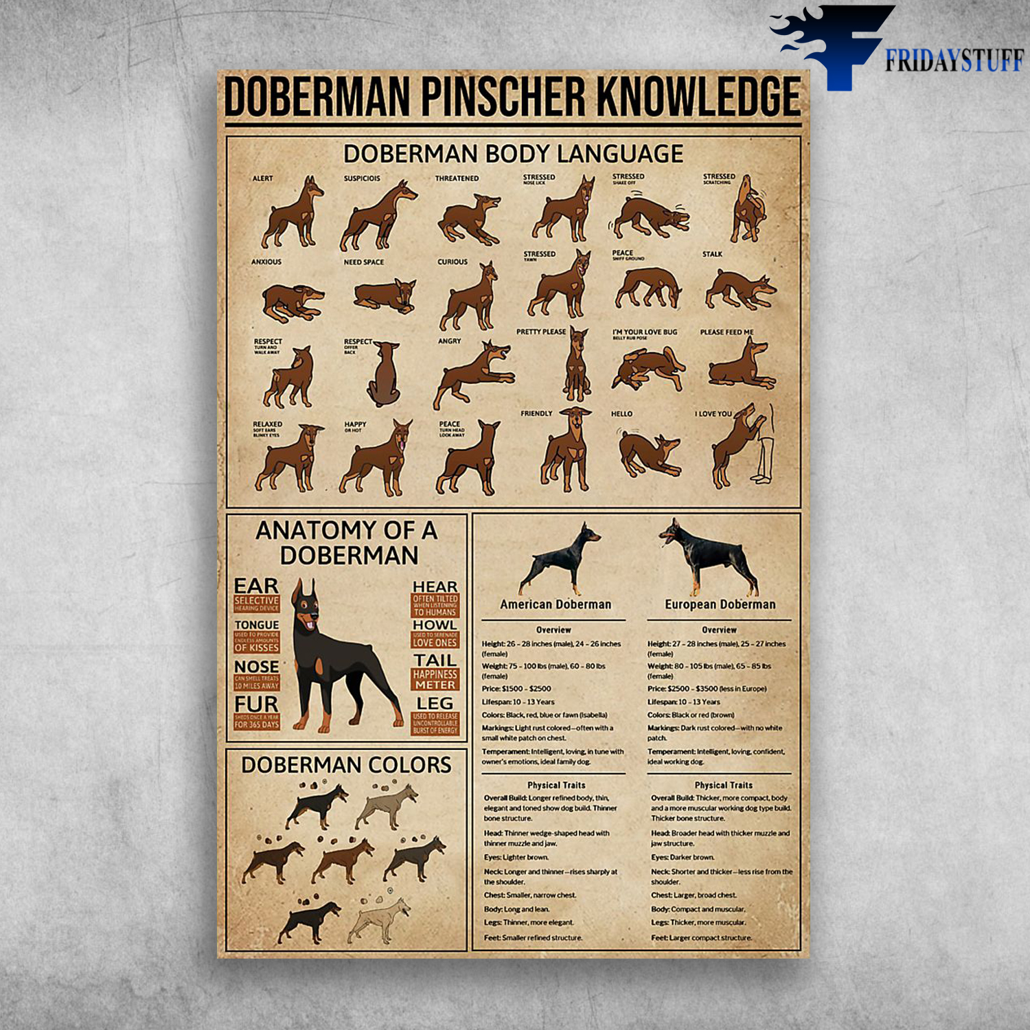 Doberman Pinscher Lnowledge Anatomy Of A Doberman