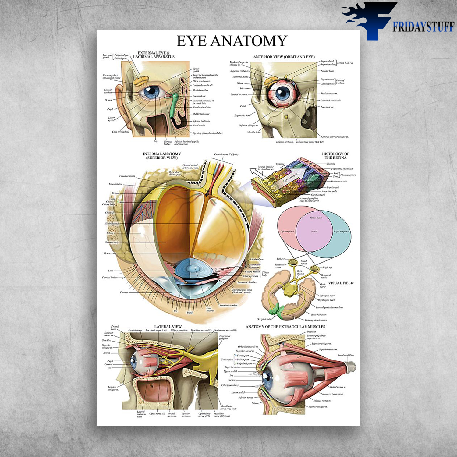Eye Anatomy External Eye And Lacrimal Apparatus