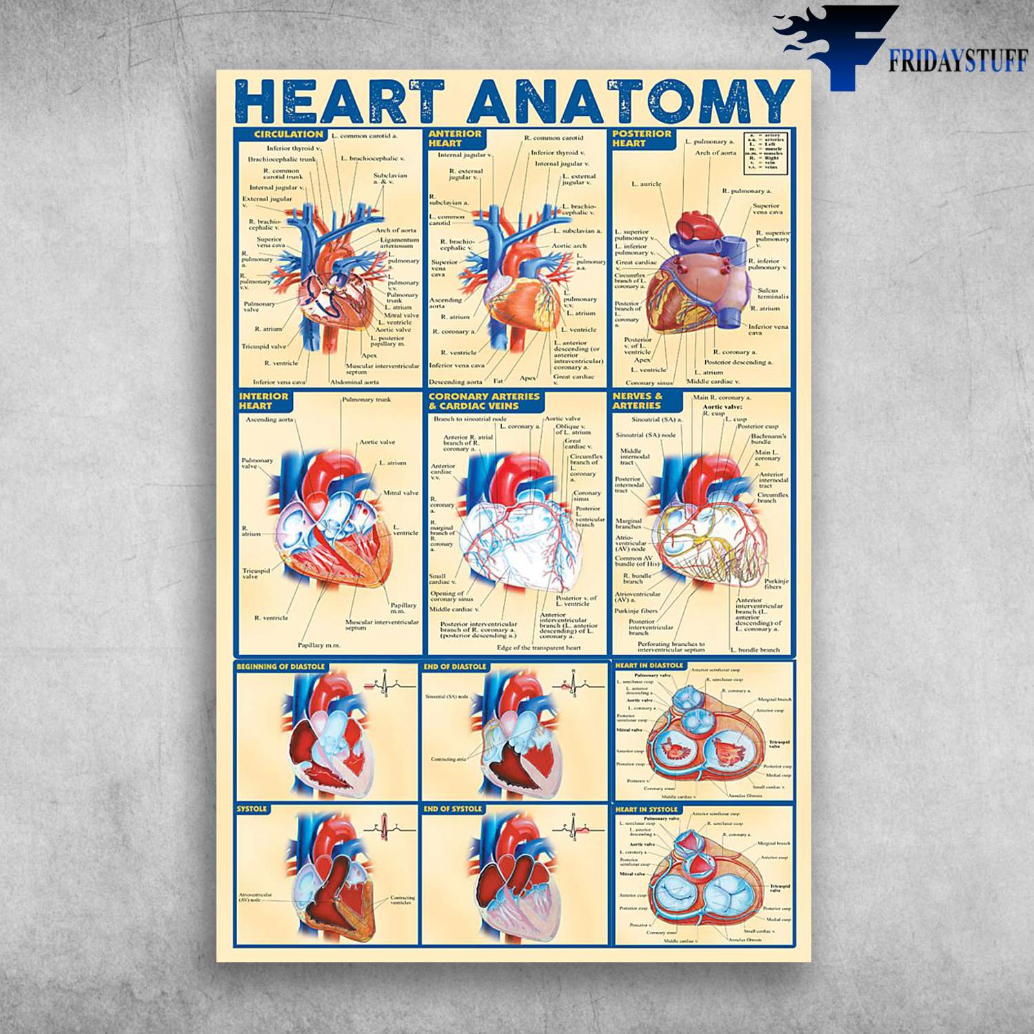 Heart Anatomy Coronary Arteries And Cardiac Veins