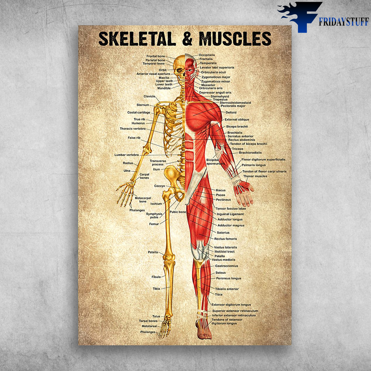 Human Body Anatomy Skeletal And Muscles