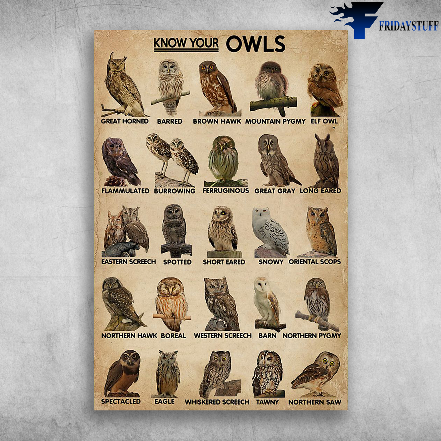 Know Your Owls Great Horned Owl Barred Owl