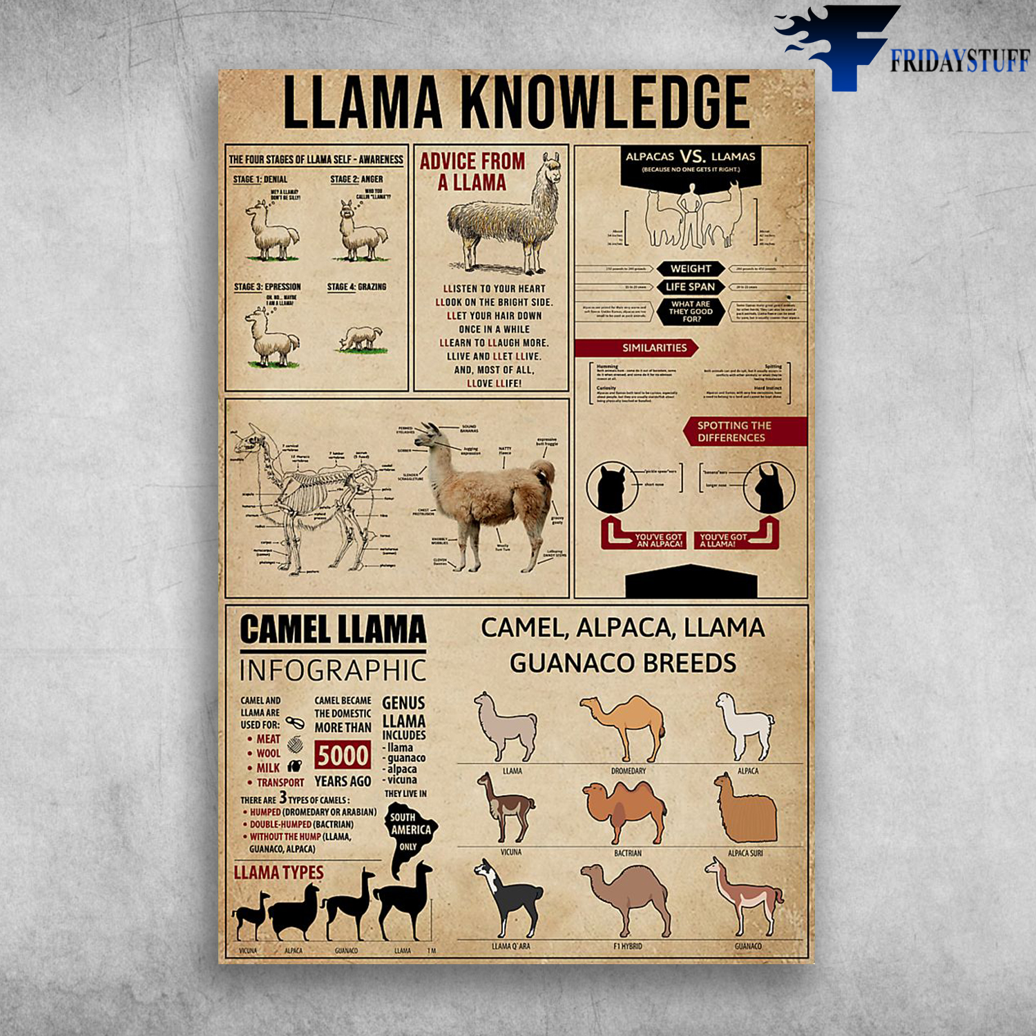 Llama Knowledge The Four Stages Of Llama Self