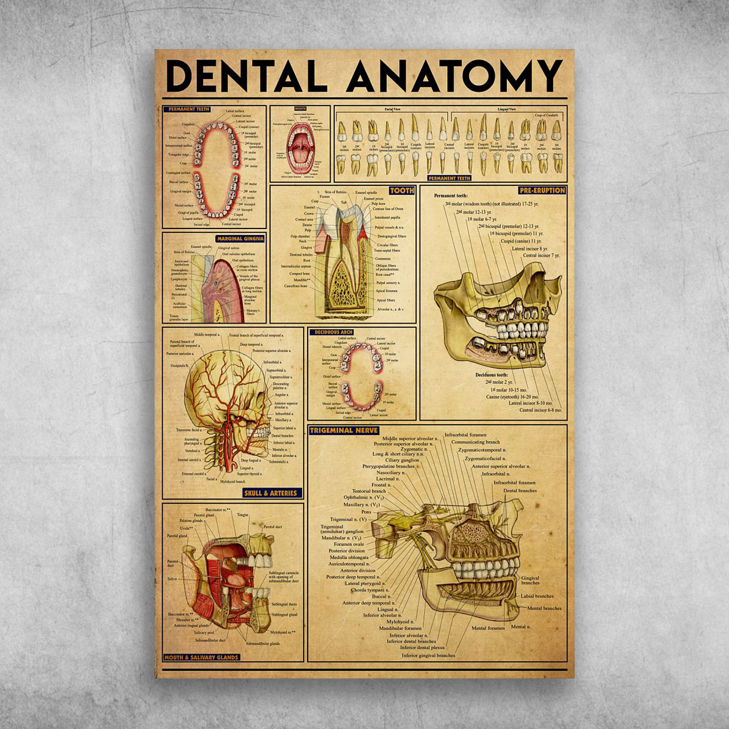 Marginal Gingiva Permanent Teeth Dental Anatomy