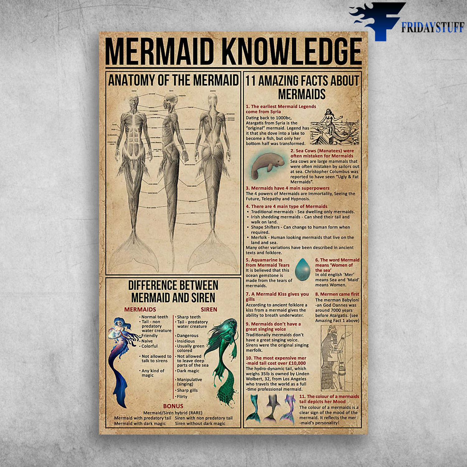 Mermaid Knowledge Amazing Facts About Mermaids