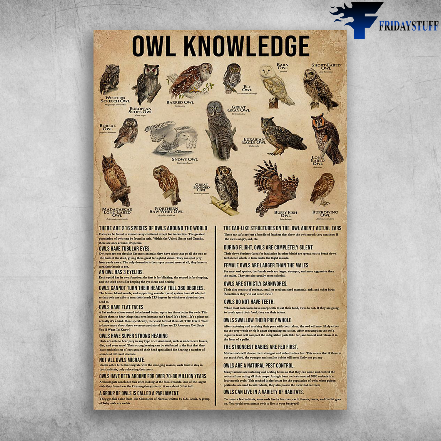 Owl Knowledge There Are 216 Species Of Owls Around The World