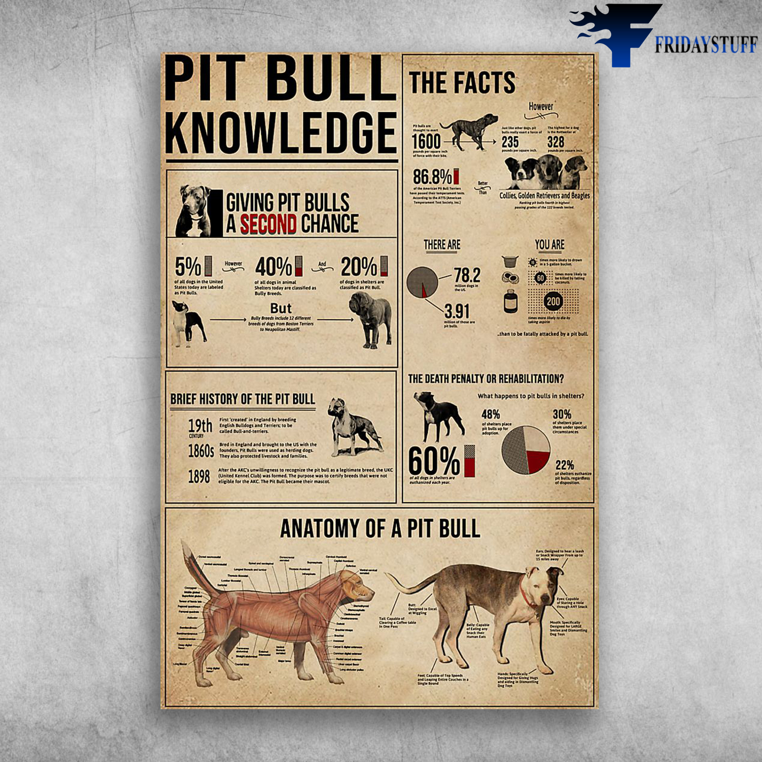 Pitbull Dog Knowledge Anatomy Of A Pitbull