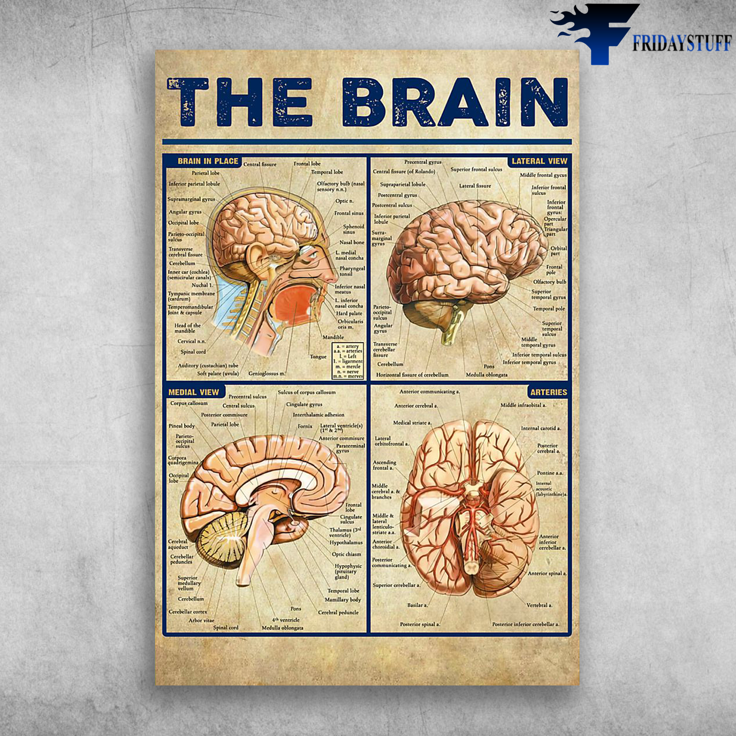 The Brain Anatomy Of The Human Brain