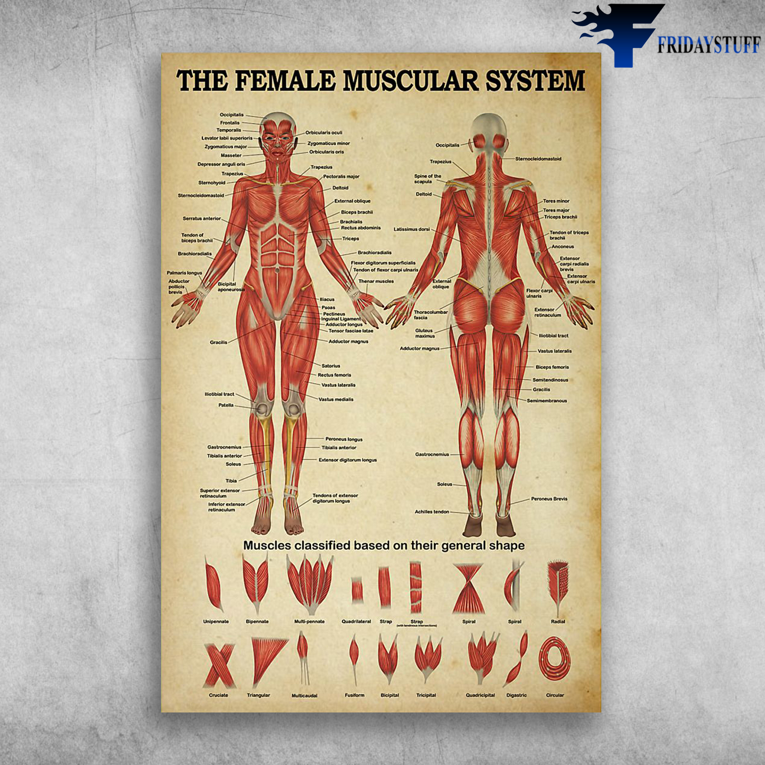 The Female Muscular System Muscles Classified Based On Their General Shape