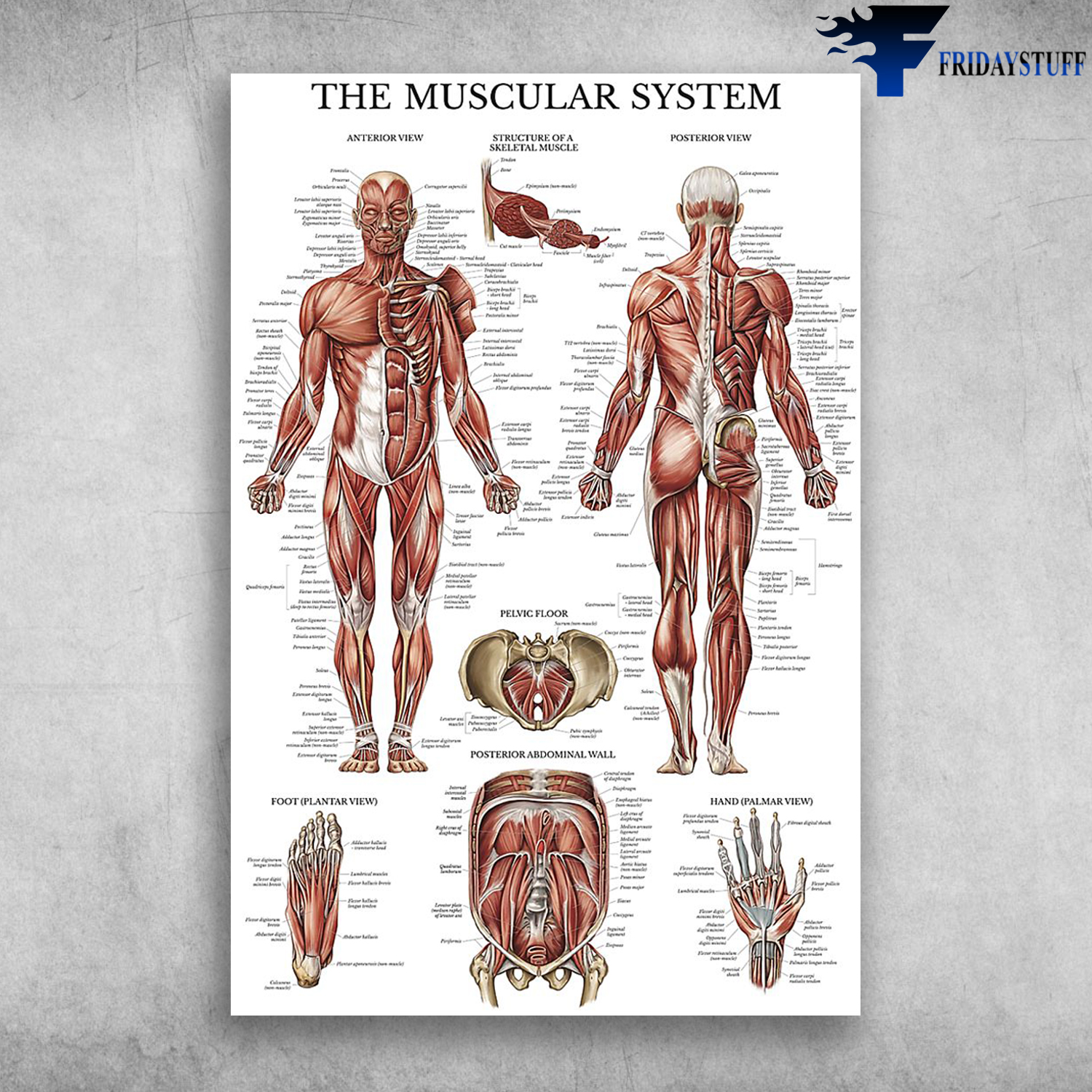 The Muscular System Anterior View Muscles