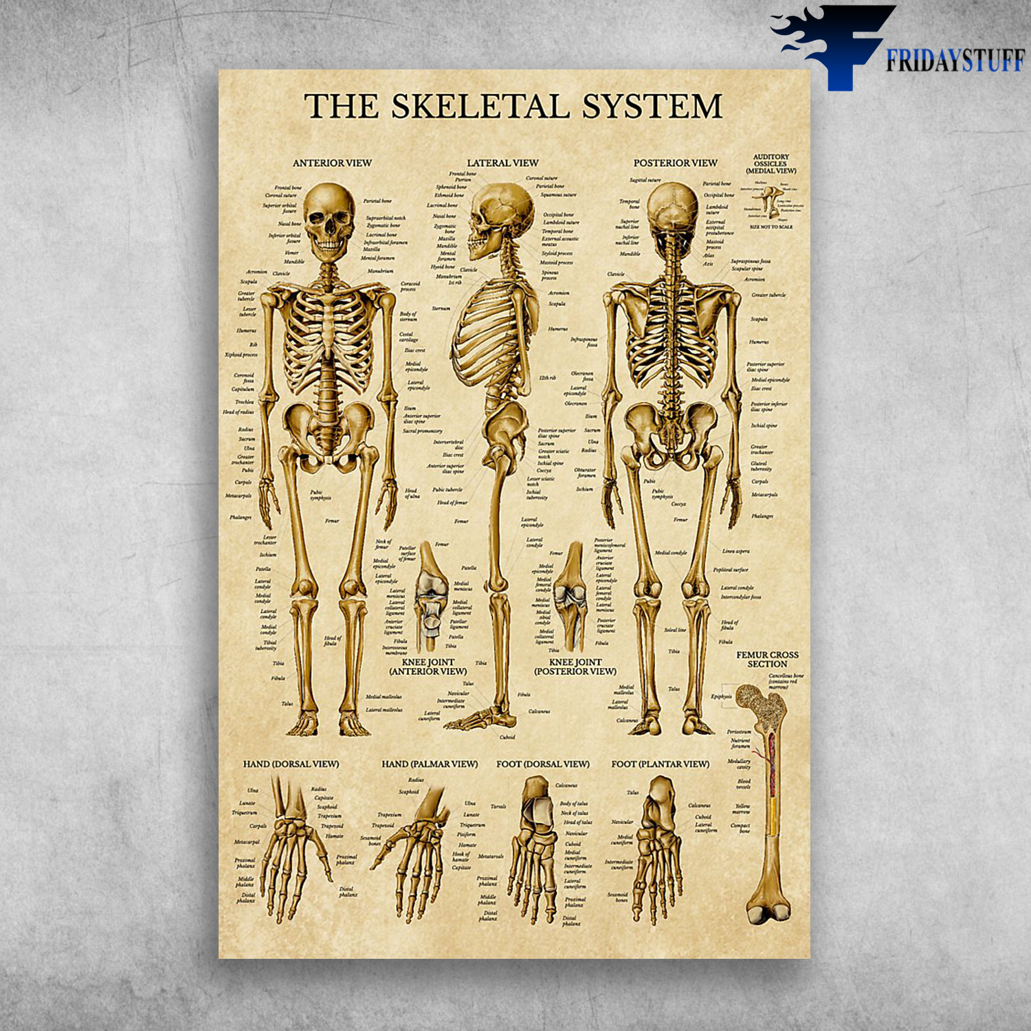 The Skeletal System Radiologist Community