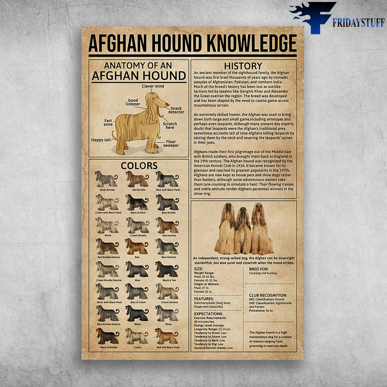 Afghan Hound Knowledge Anatomy Of An Afghan Hound