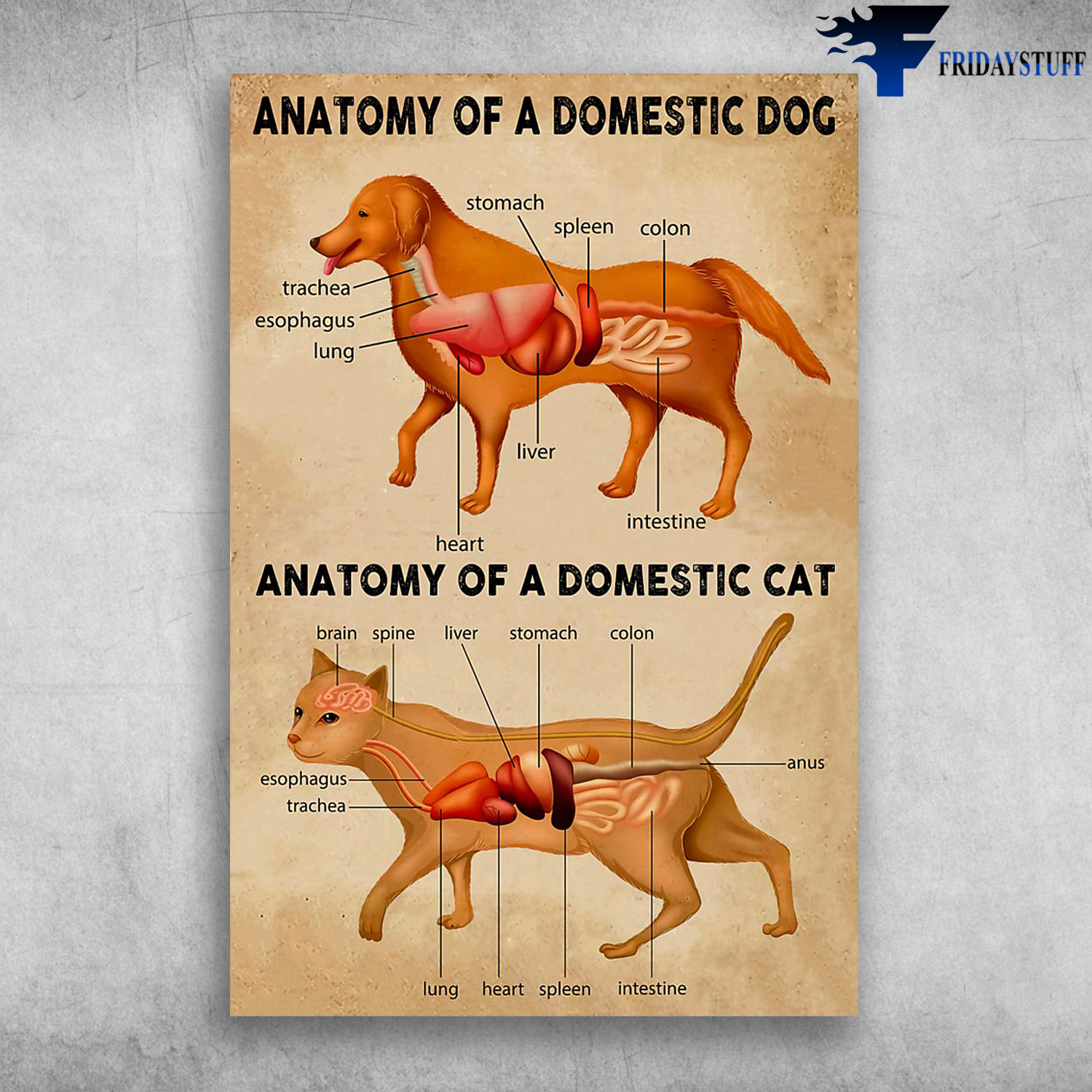 Anatomy Of A Domestic Dog And Anatomy Of A Domestic Cat