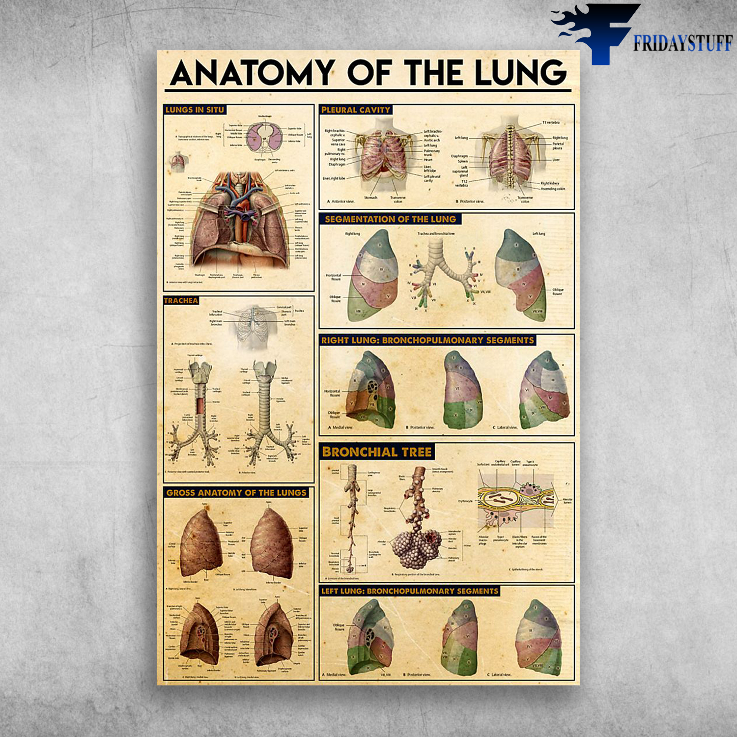 Anatomy Of The Lung Segmentation Of The Lung