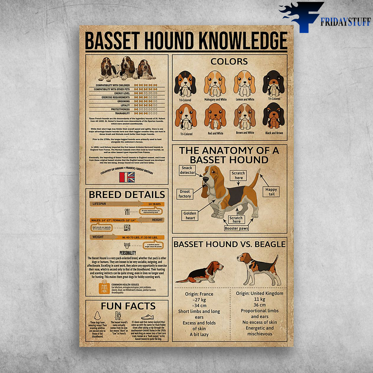 Basset Hound Knowledge The Anatomy Of A Basset Hound