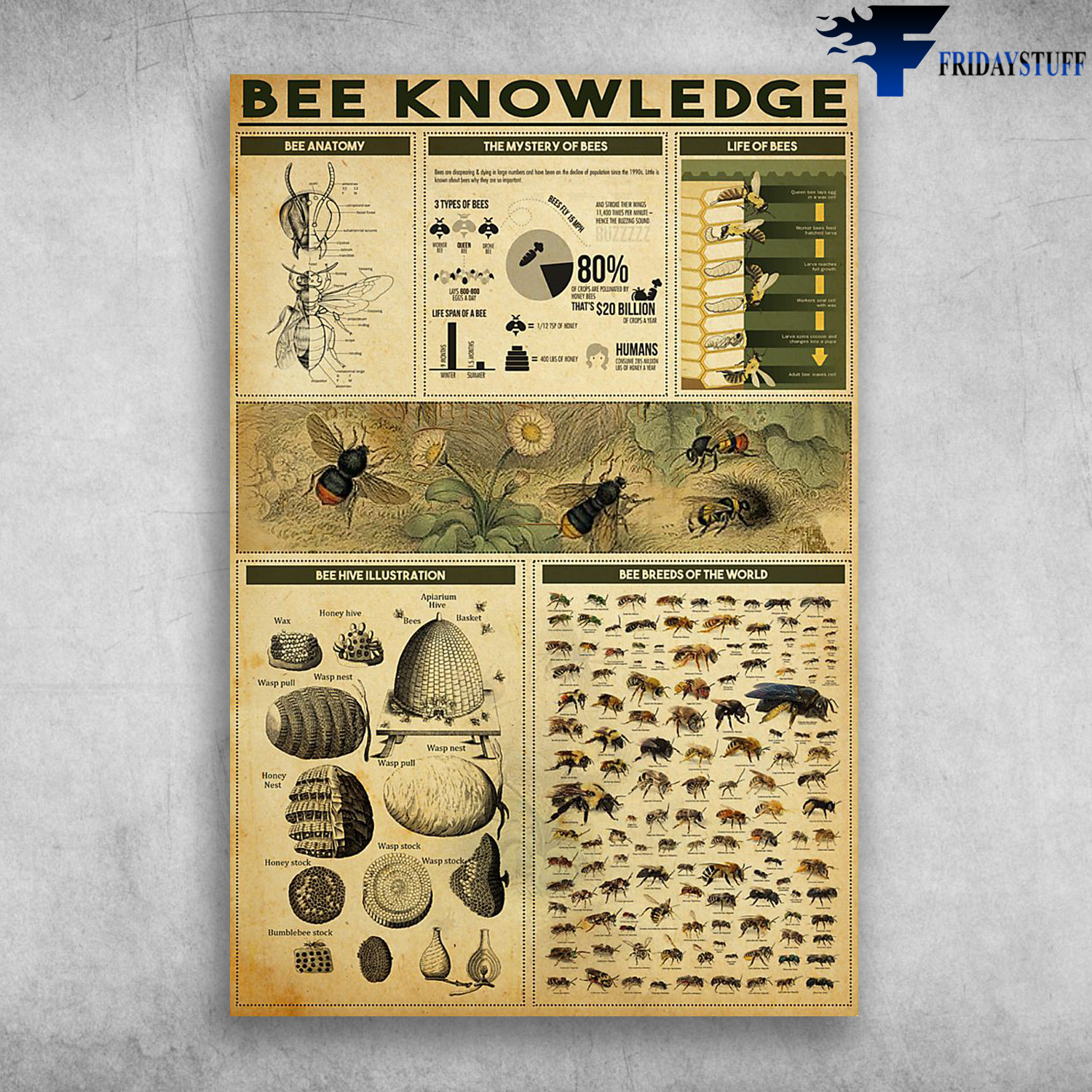 Bee Knowledge Bee Anatomy The Mystery Of Bees Life Of Bees