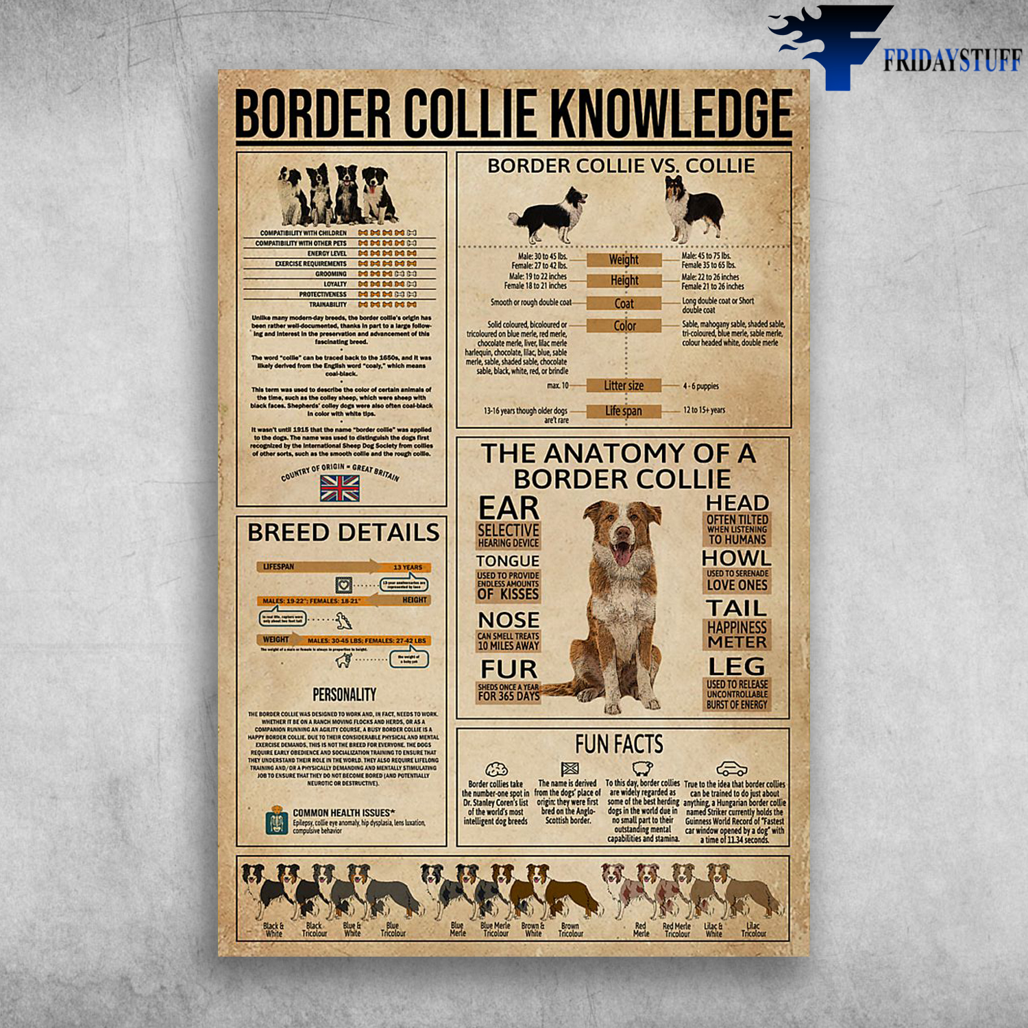 Border Collie Knowledge The Anatomy Of A Border Collie
