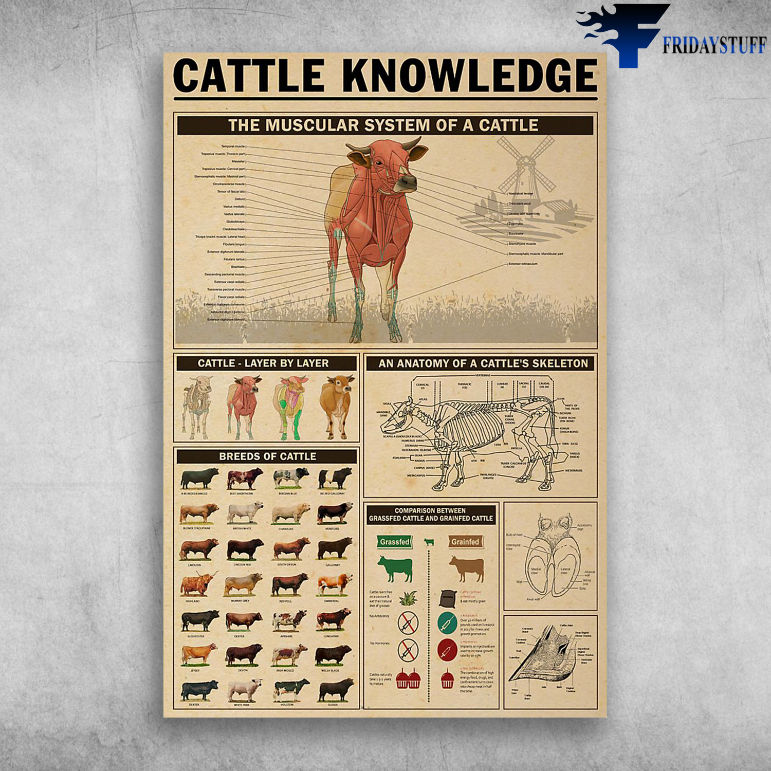Cattle Knowledge The Muscular System Of A Cattle