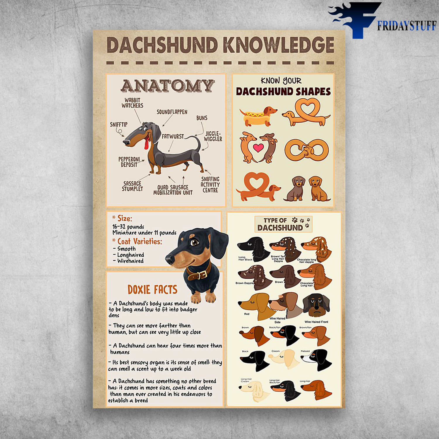 Dachshund Knowledge Dachshund Anatomy Know Your Dachshund Shapes