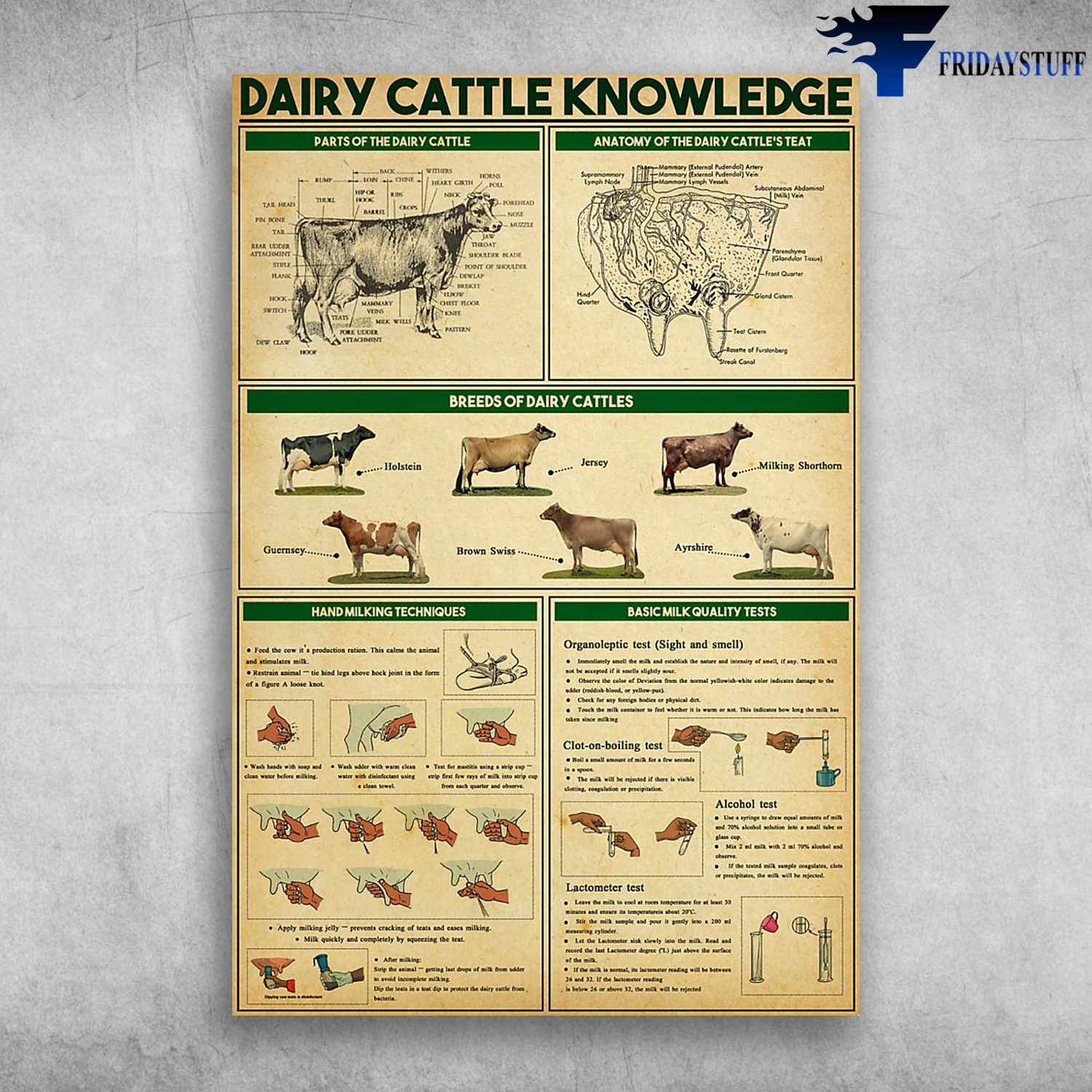 Dairy Cattle Knowledge Parts Of The Dairy Cattle Breed Of Dairy Cattles