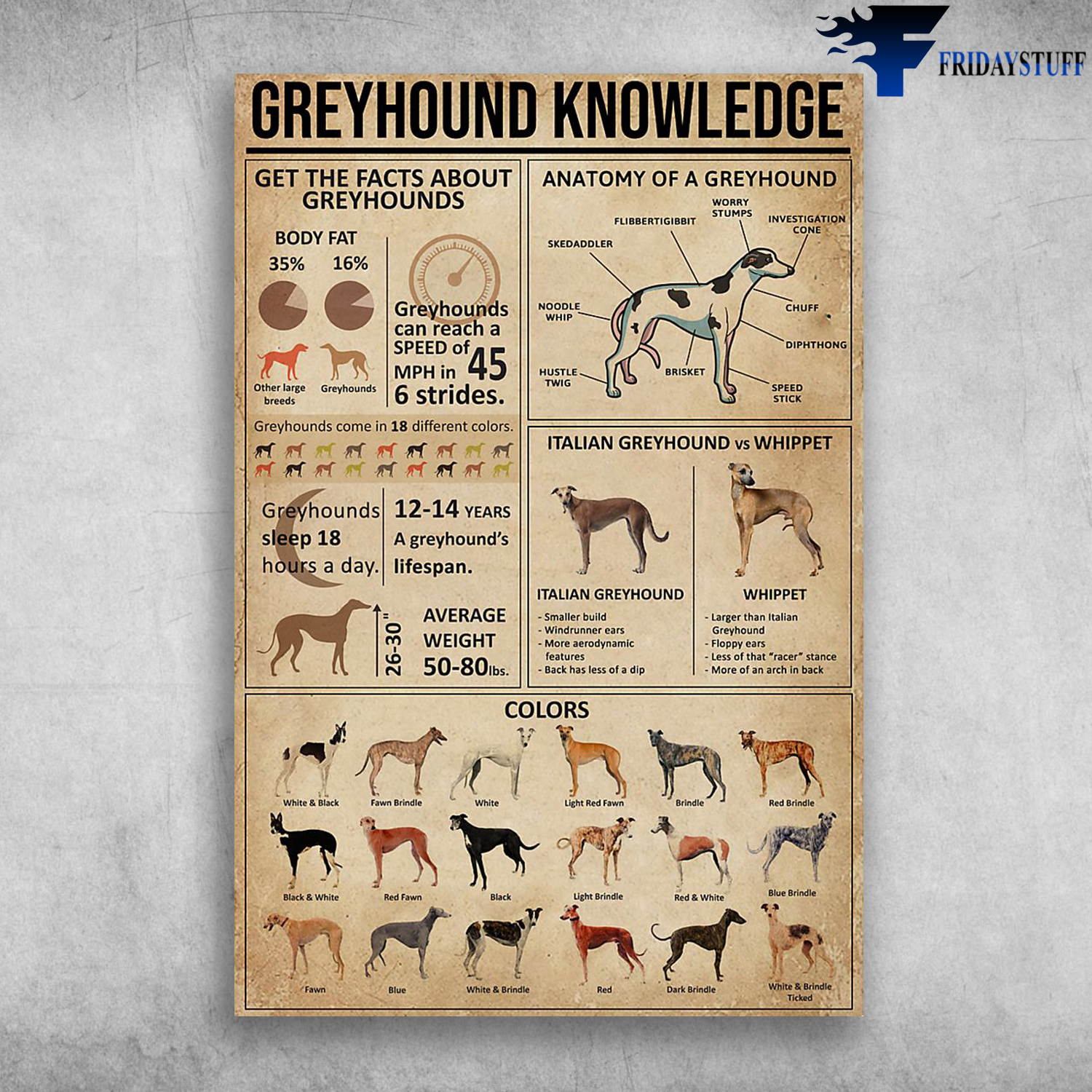 Greyhound Knowledge Get The Facts About Greyhounds