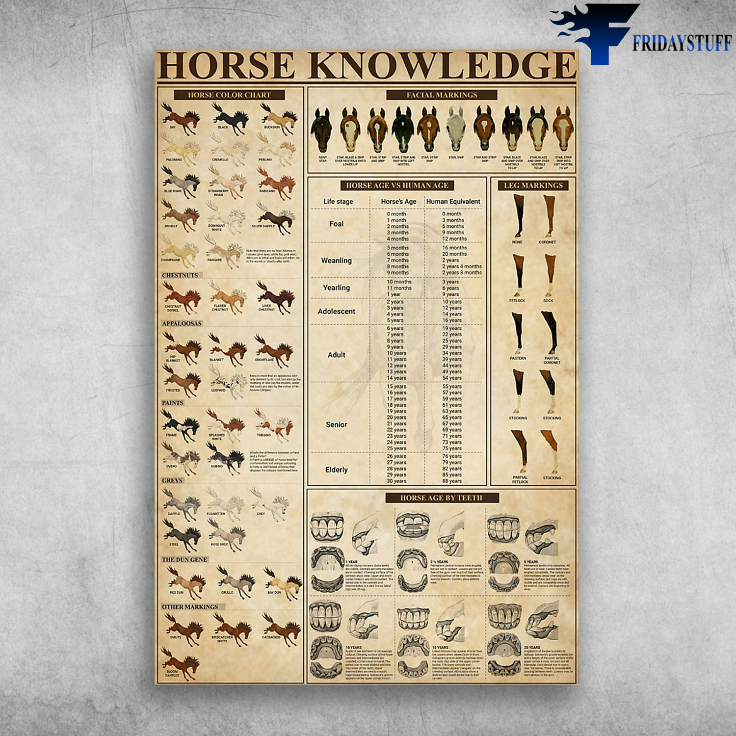 Horse Knowledge Horse Color Chart Horse Age Vs Human Age