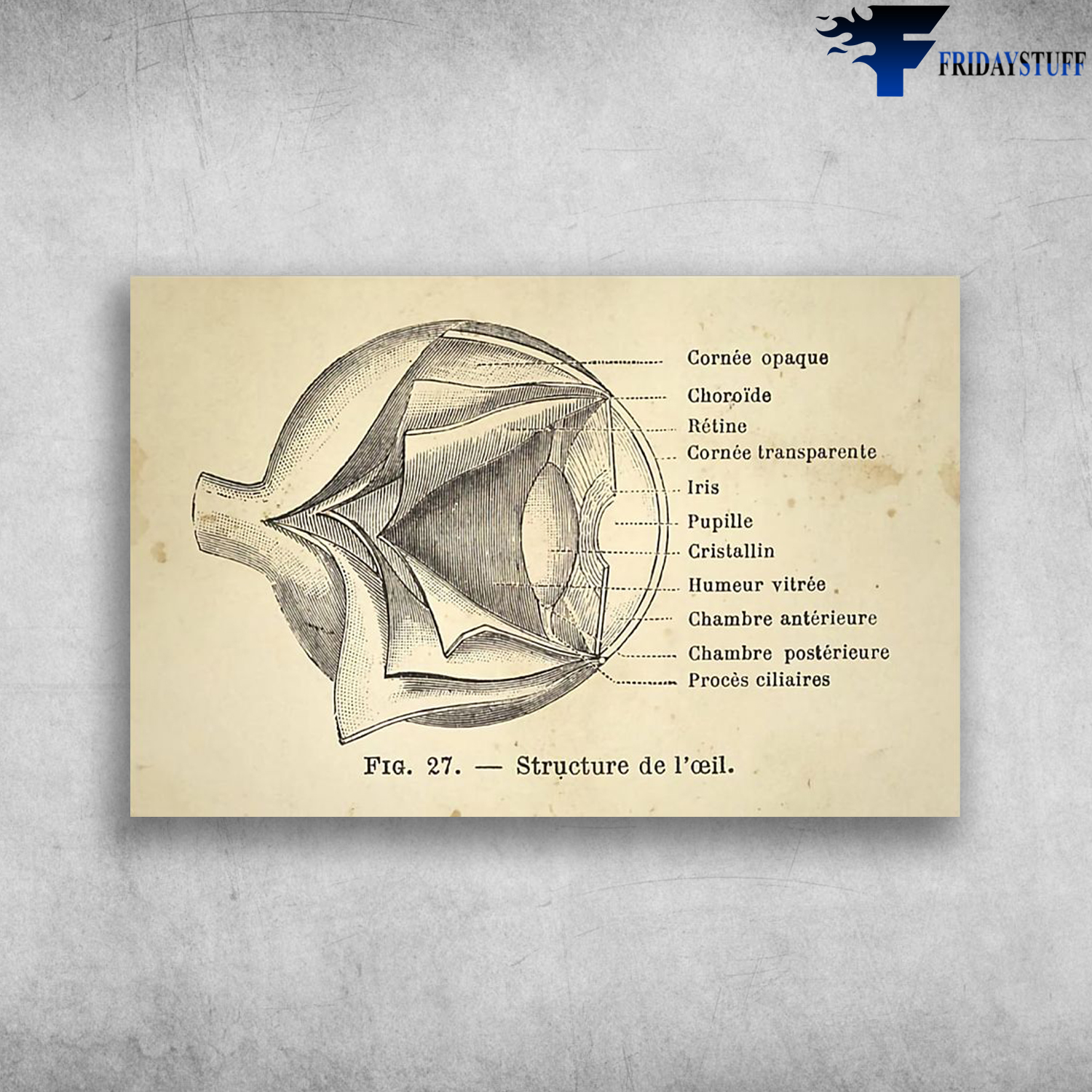 Human Eye Anatomy Structure Of Human Eye