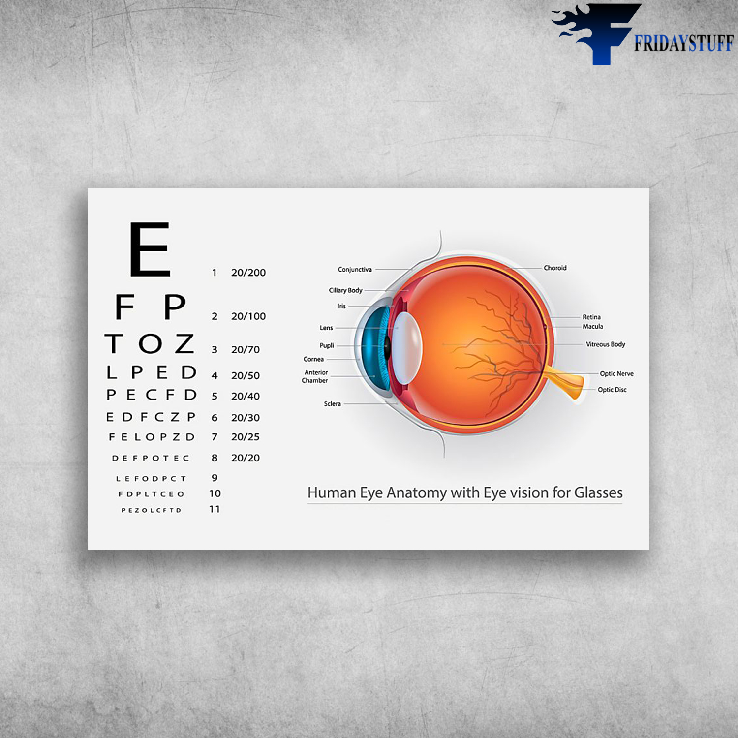 Human Eye Anatomy With Eye Vision For Glasses