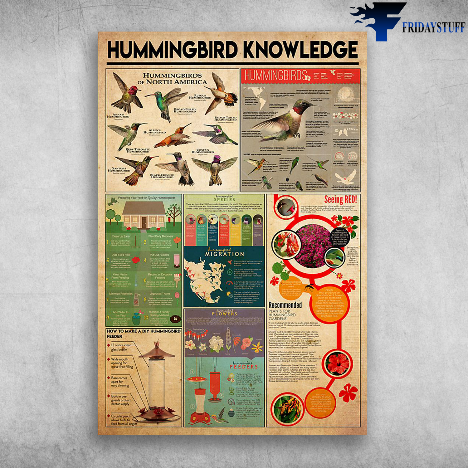 Hummingbird Knowledge Hummingbirds Of North America