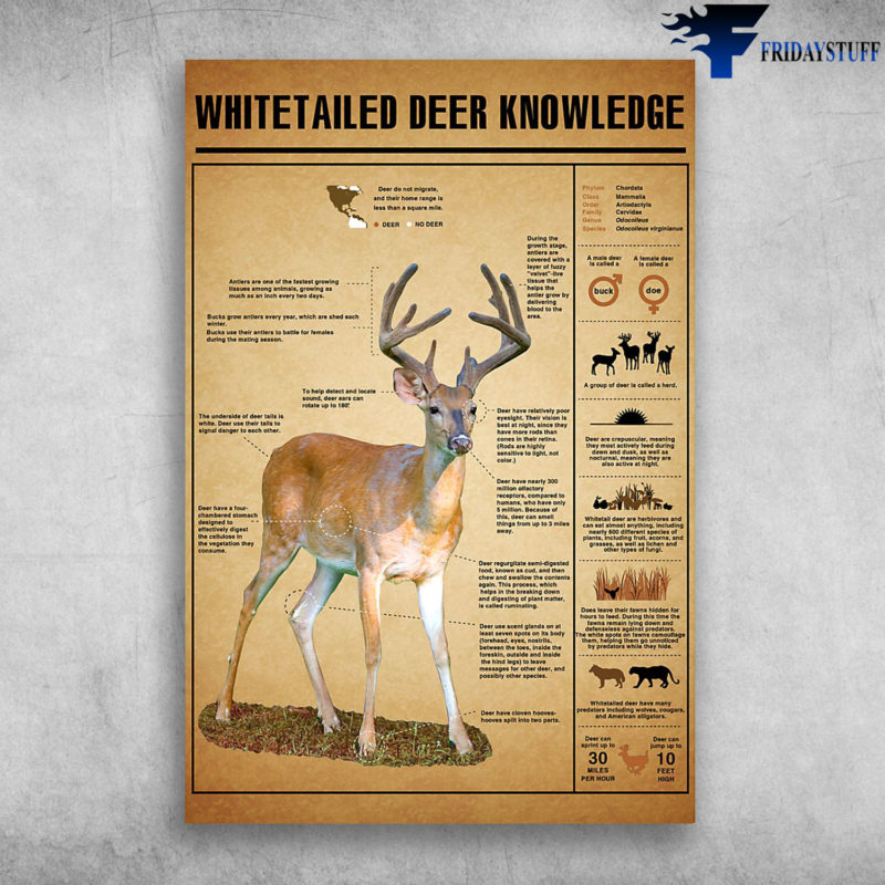 Deer Hunting Knowledge Deer Shooting Spots Breeds Of Deers Canvas ...