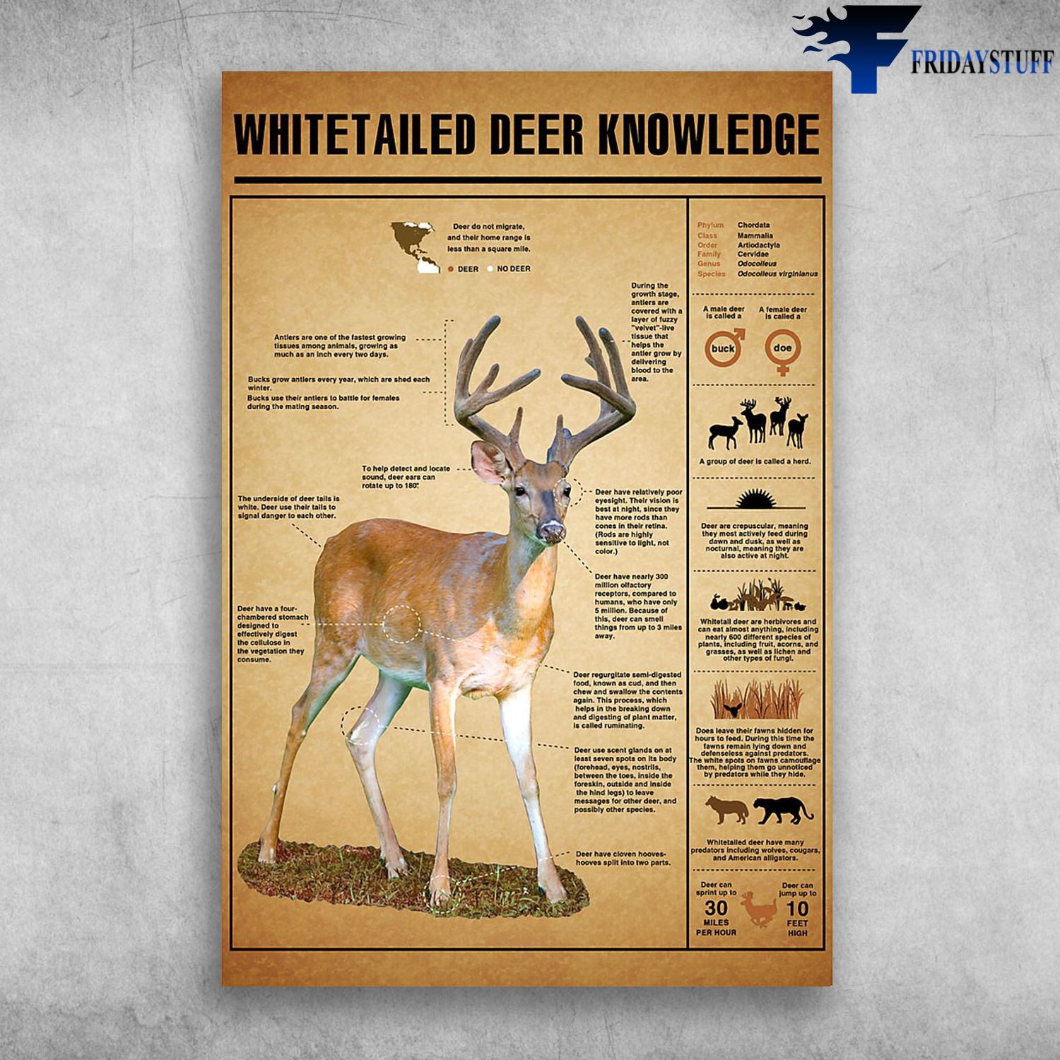 Outdoor Lovers Store Whitetailed Deer Knowledge