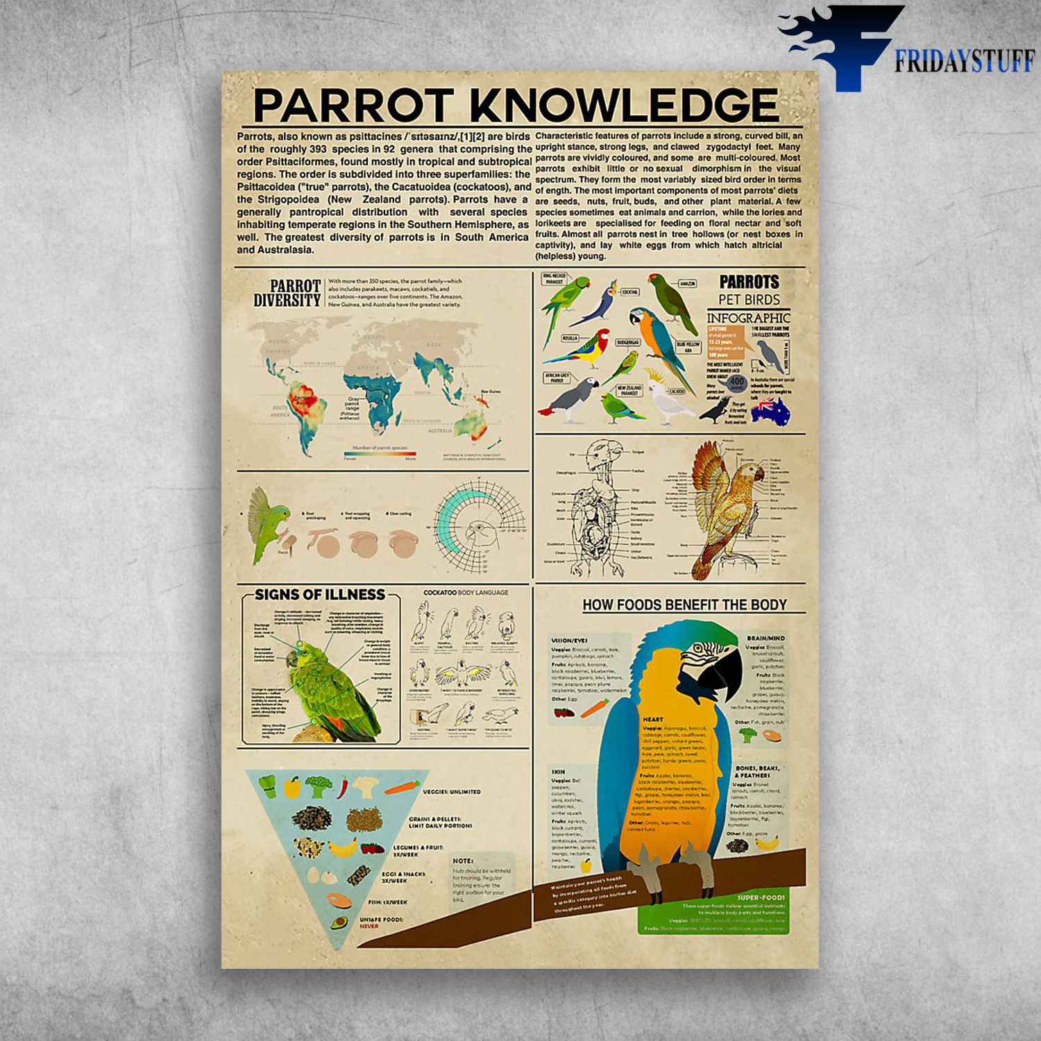 Parrot Knowledge Parrot Diversity How Foods Benefit The Body Parrot