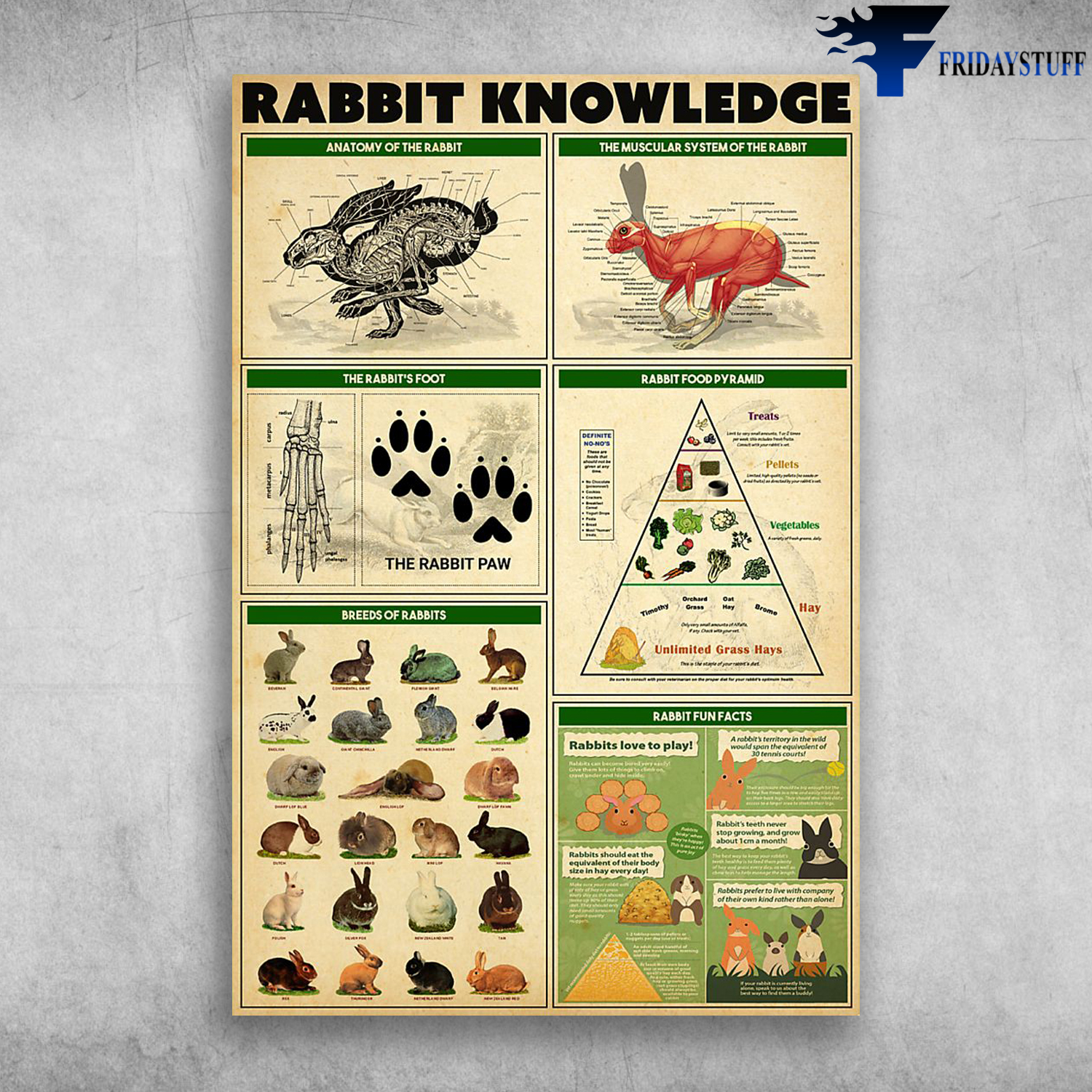 Rabbit Knowledge Anatomy Of The Rabbit The Muscular System Of The Rabbit