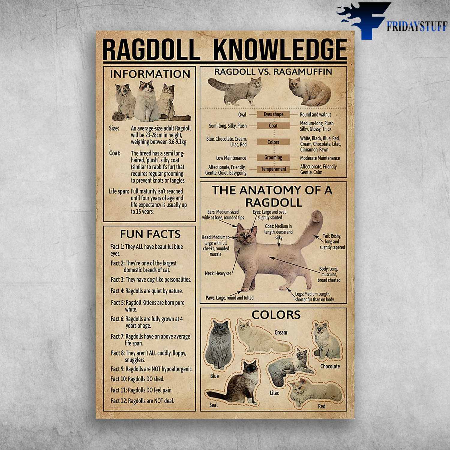 Ragdoll Knowledge The Anatomy Of A Ragdoll