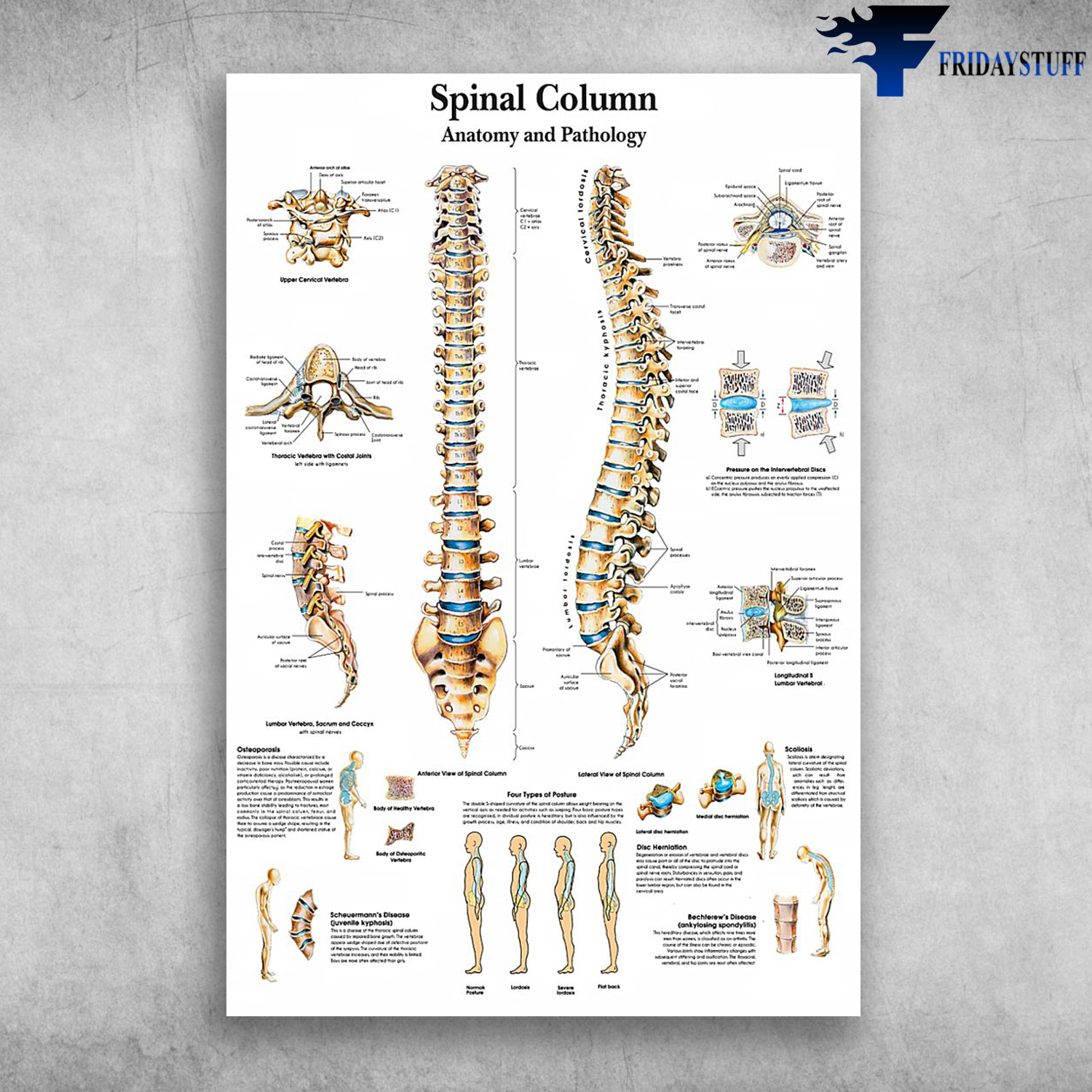 Spinal Column Anatomy And Pathology Human Bones Anantomy