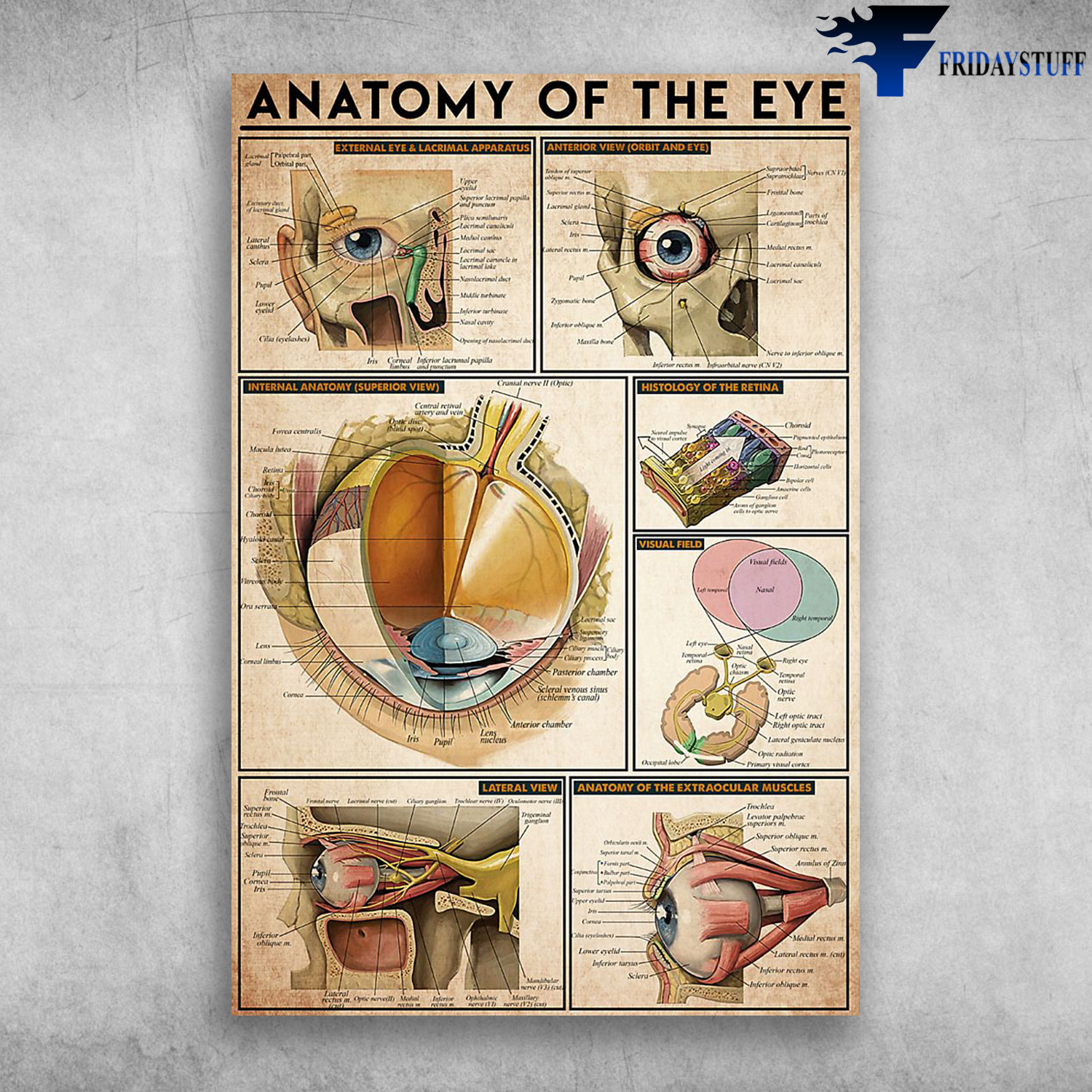 Anatomy Of The Eye Anterior View External Eye And Lacrimal Apparatus