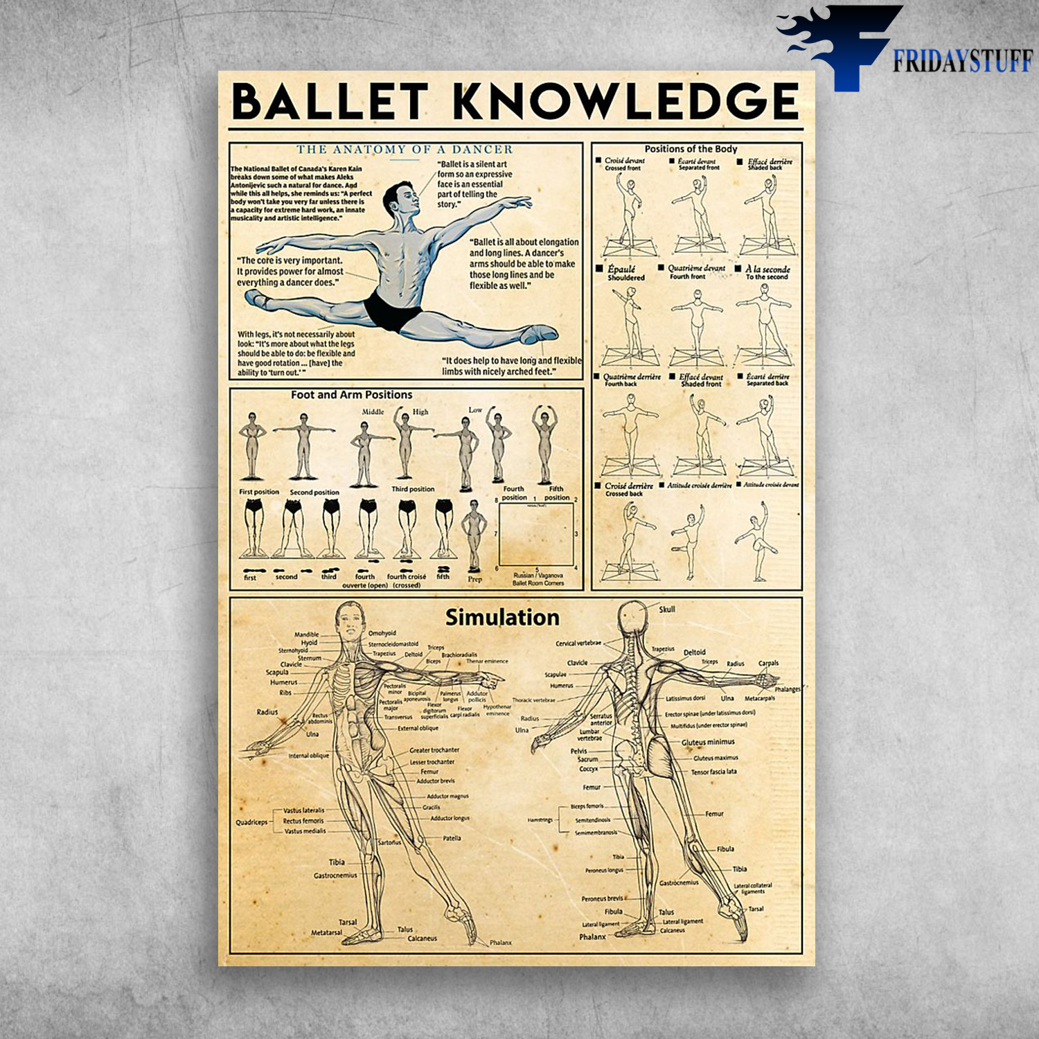 Ballet Knowledge Positions Of The Body The Anatomy Of A Dancer